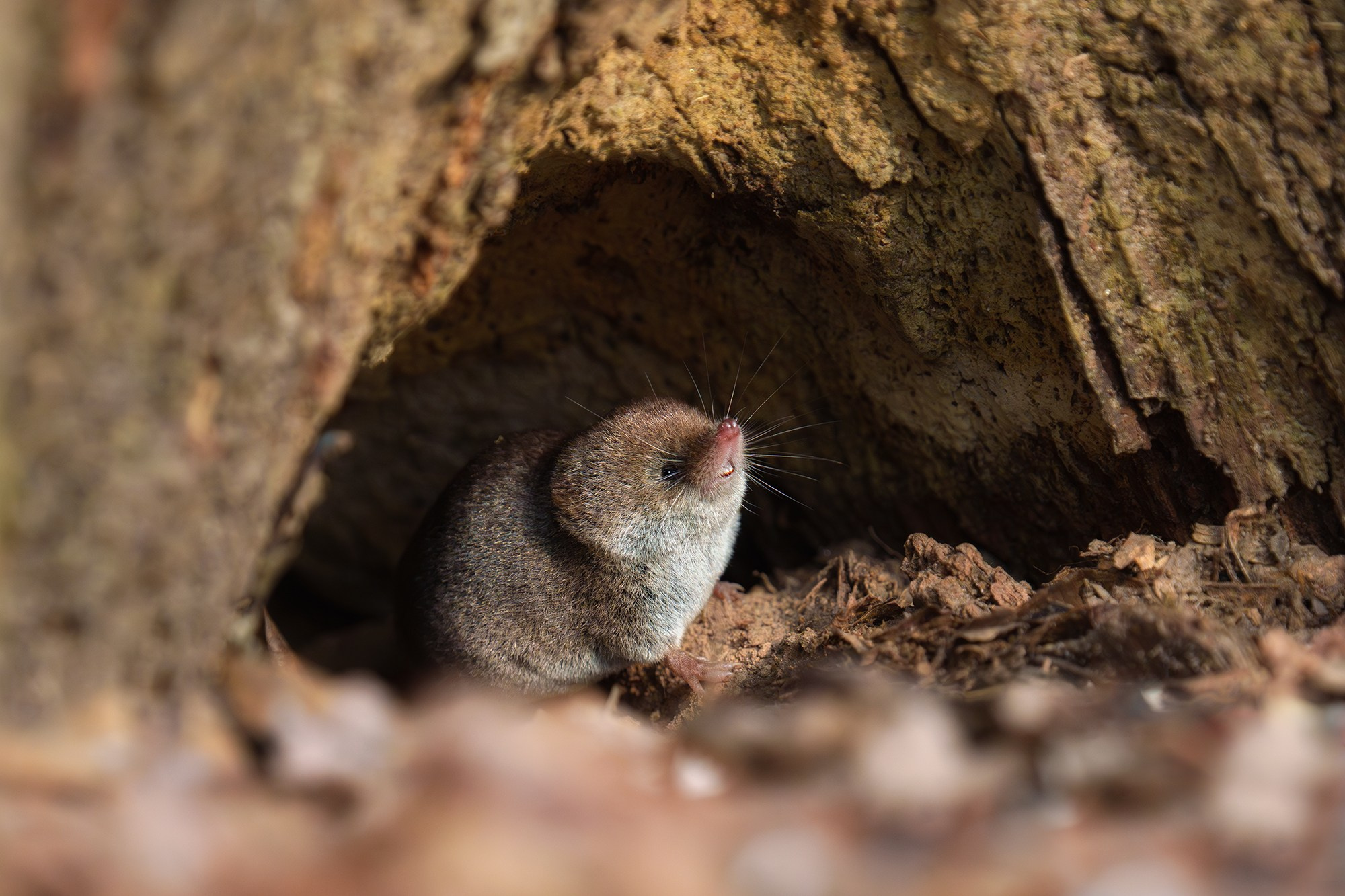 Животные. Ваш личный фотограф Марина Волкова