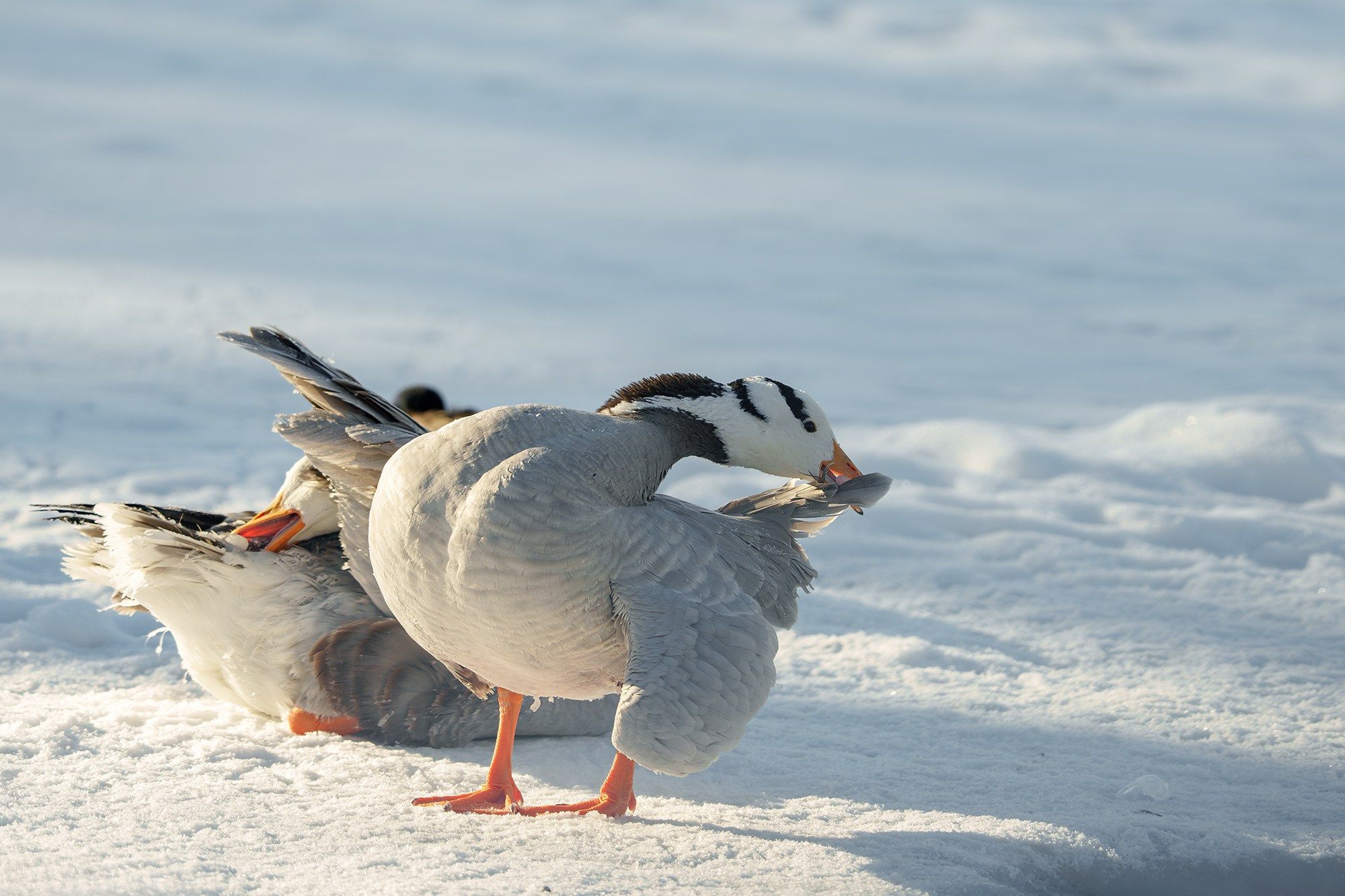 Удивительные мир птиц. Вокруг нас столько прекрасного — присмотритесь!. Ваш личный фотограф Марина Волкова