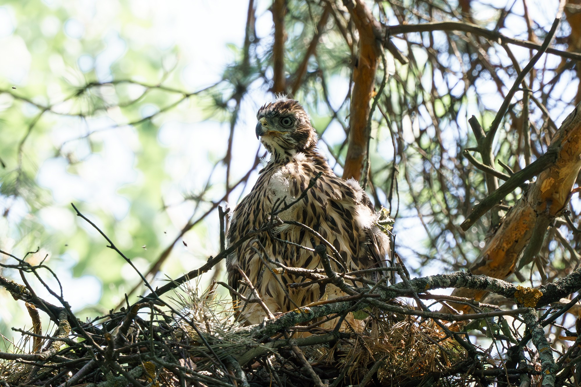 Удивительные мир птиц. Вокруг нас столько прекрасного — присмотритесь!. Ваш личный фотограф Марина Волкова
