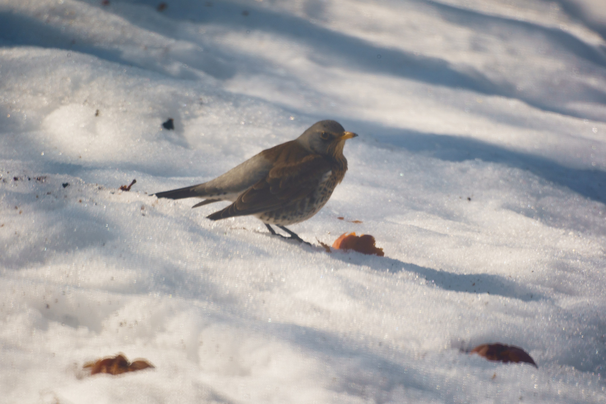 Animals — Животные