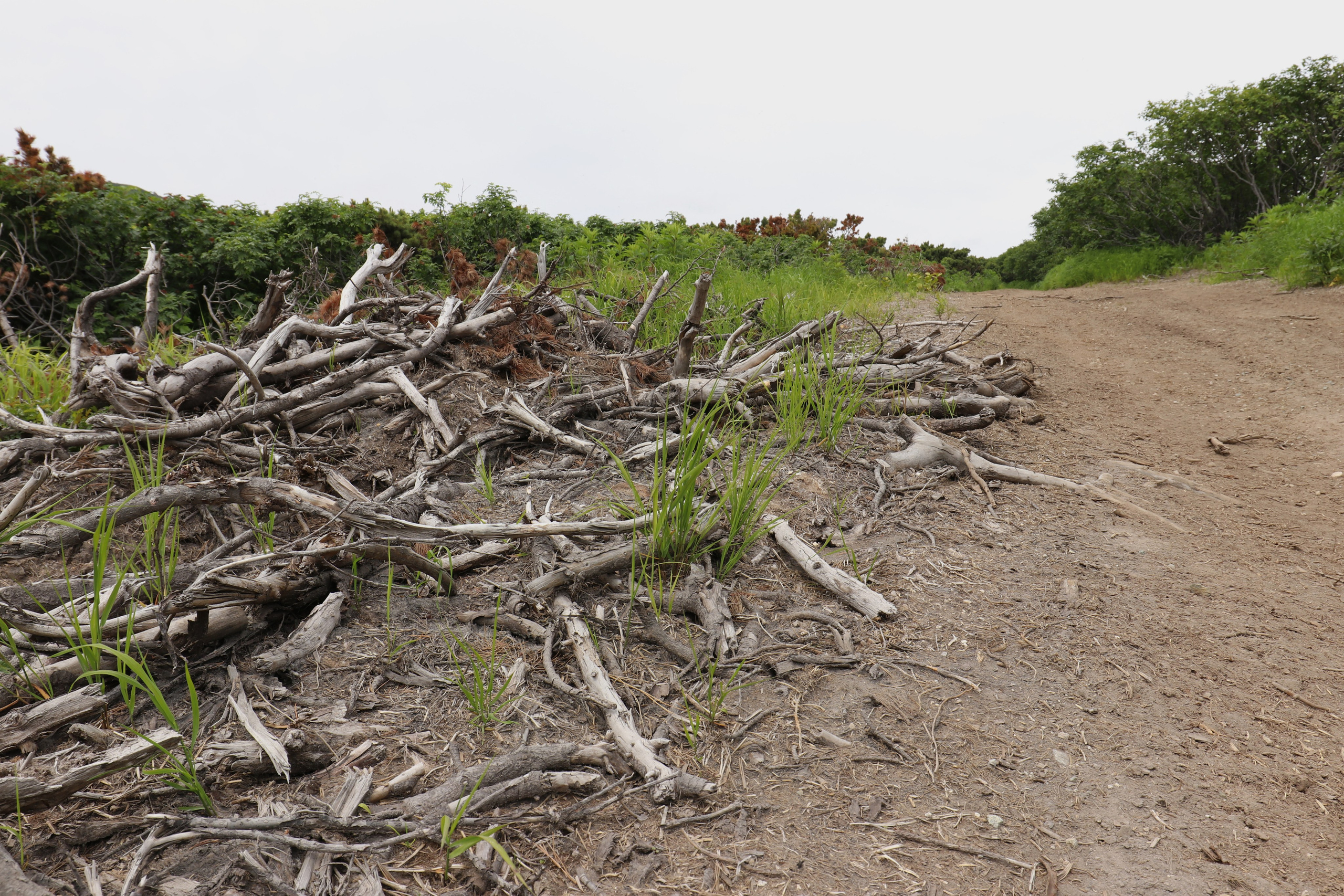 Камчатка и о. Парамушир. Июль 2024. Путешественник-фотограф из Санкт-Петербурга Татьяна Свистулина