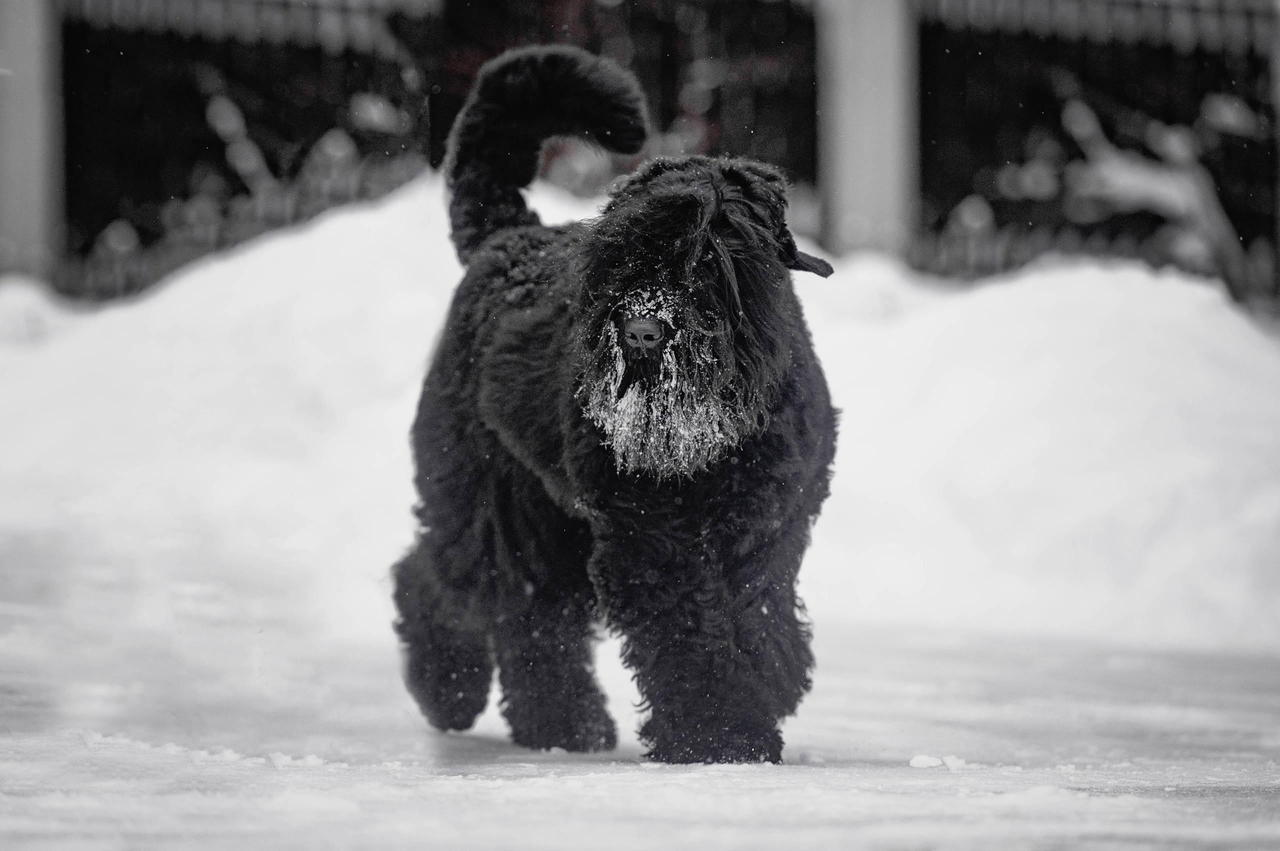 Клео. Фотограф-анималист