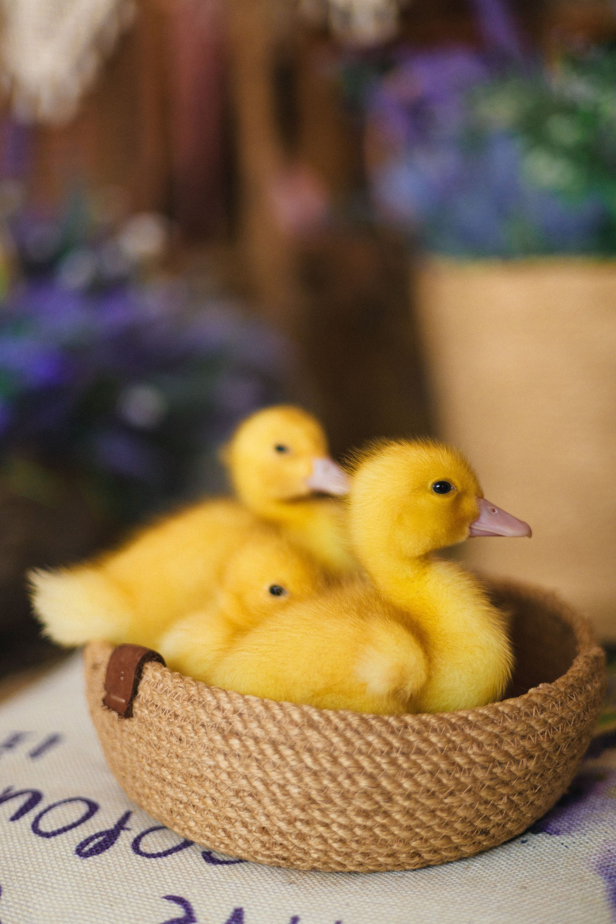 Фотосессия с утятами. Семейный видеограф в Москве Элина Ладова