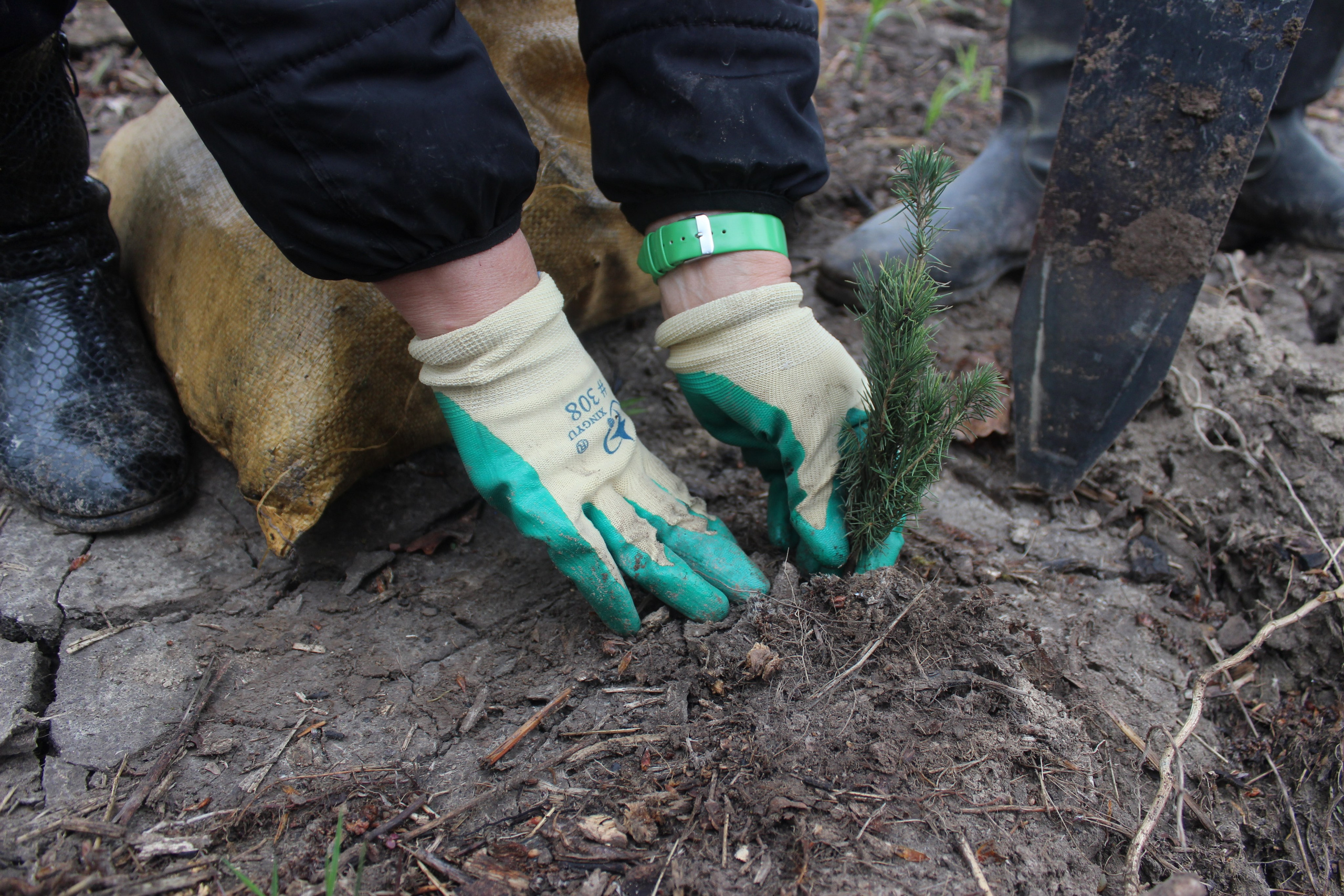 Siberian wellness «100 Га от нас — планете»