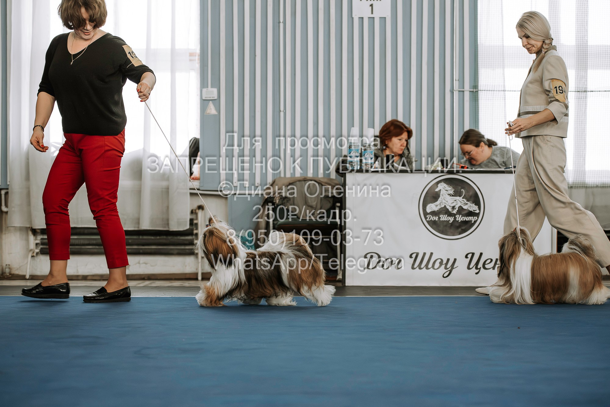 Выставка собак Красноярск 29.10.2023. Фотограф Диана Оленина Красноярск / Братск