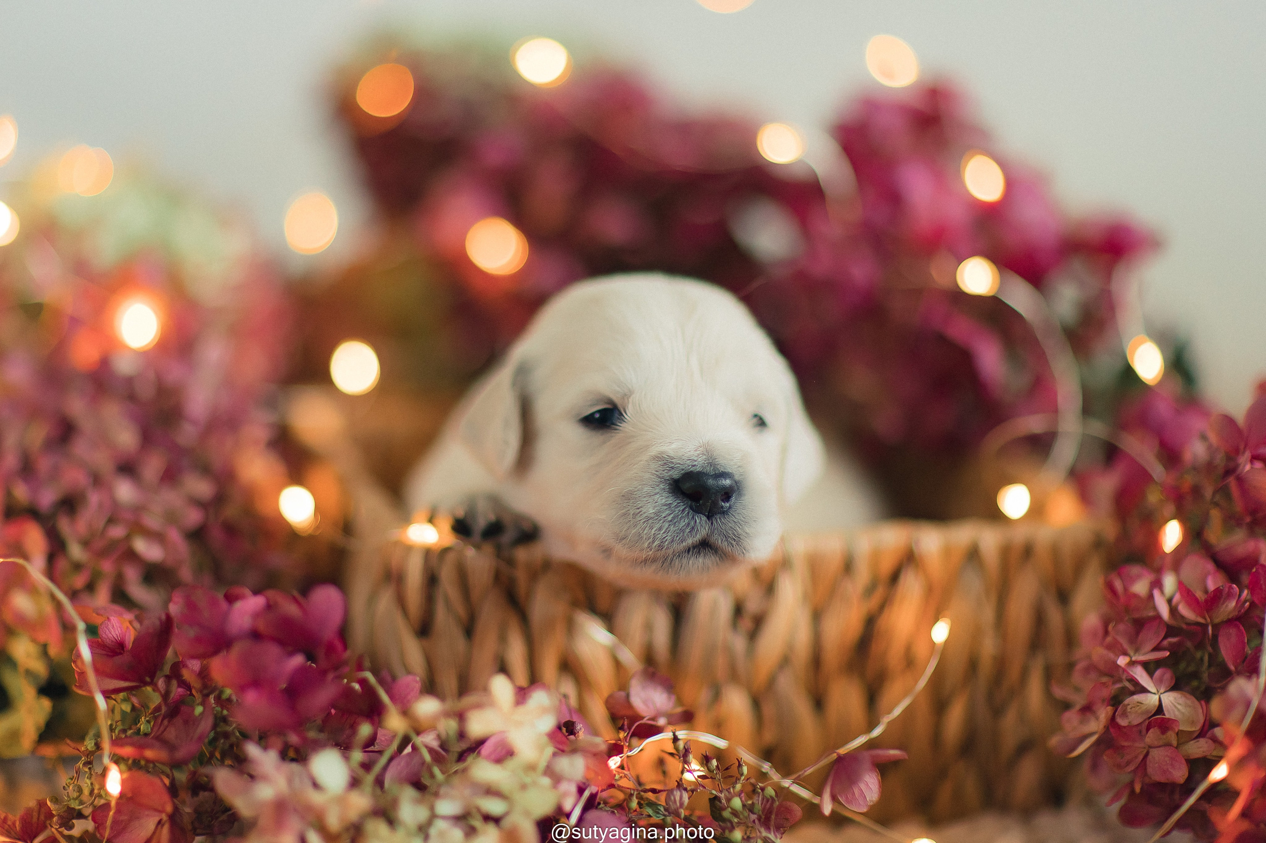 Зеленая лента. Свадебный и женский фотограф