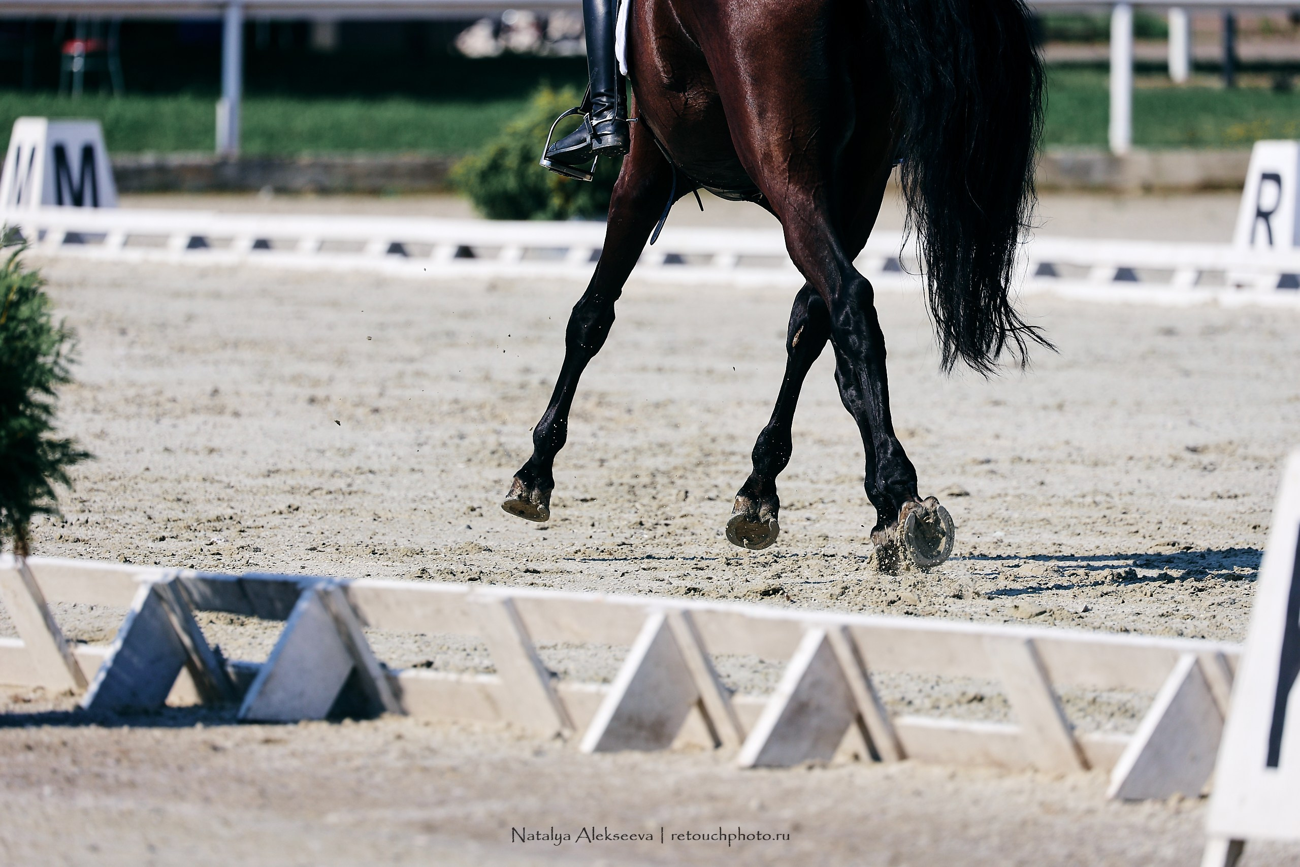 Личный ЧР по выездке, КСК Конаковские конюшни | 08'2023. Репортажный фотограф и ретушер в Москве Наталья Алексеева