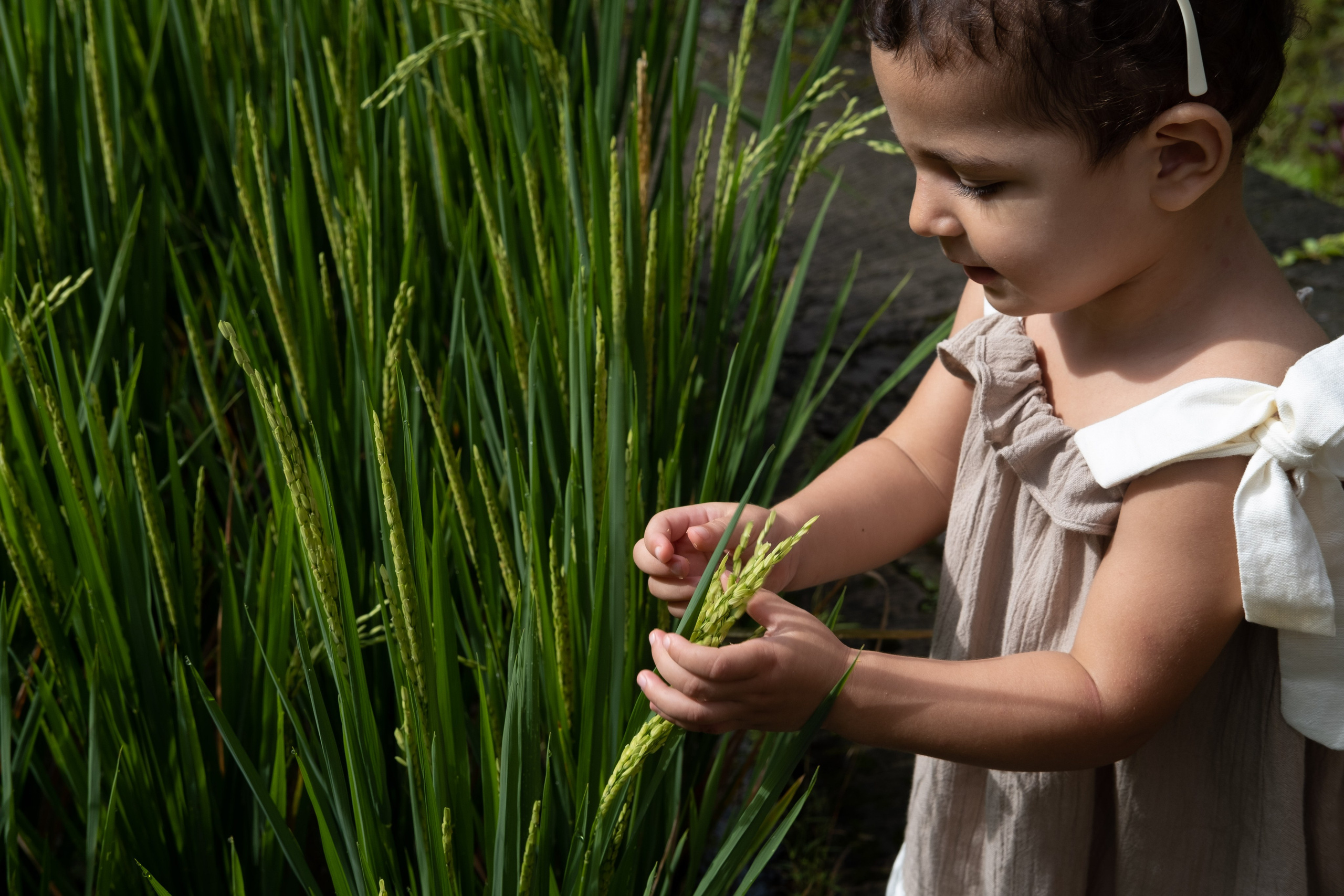 Бали|Рисовые террасы. Фотограф на Бали|Свадьба на Бали