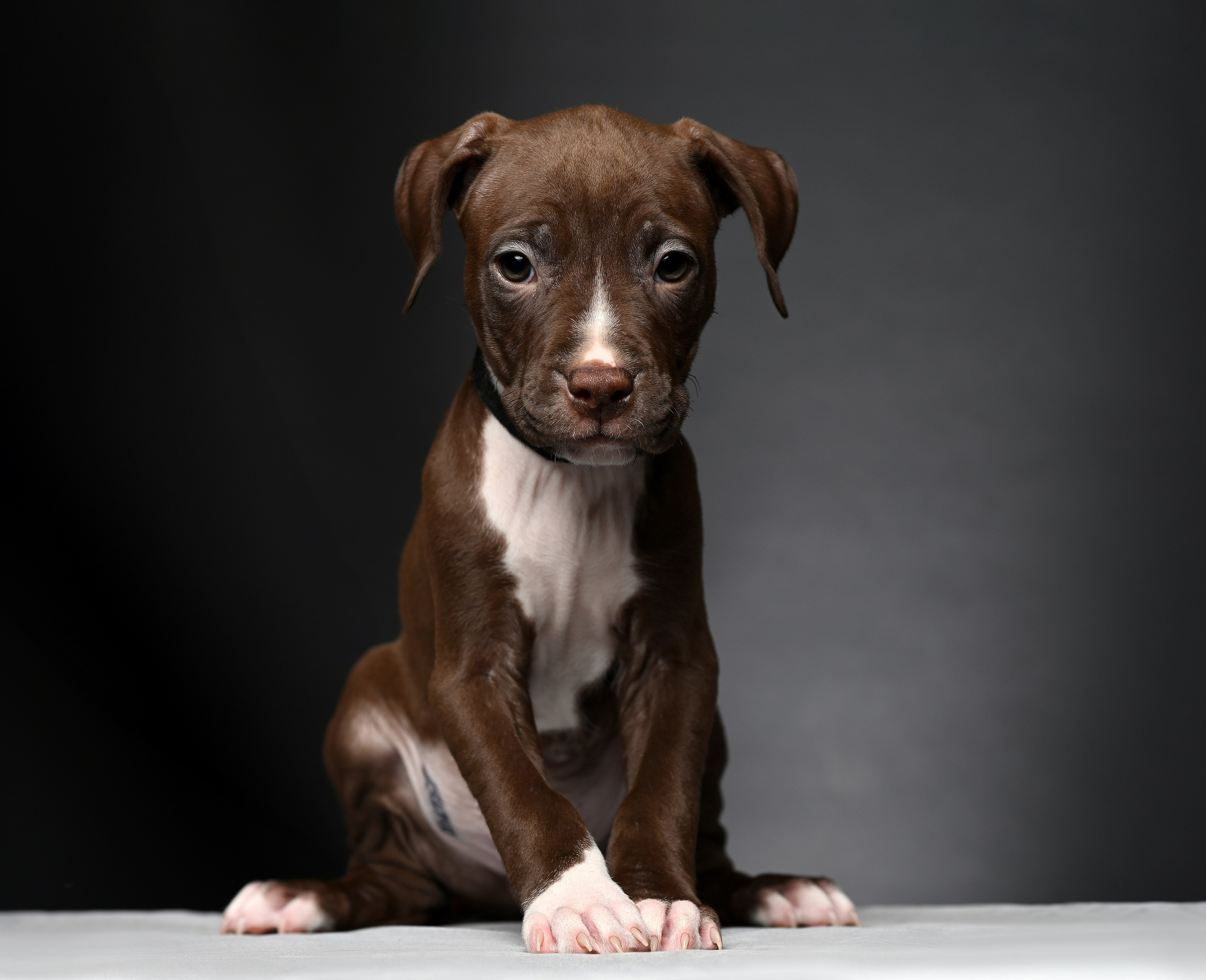 Фотосессия собак, щенков,. Предметная фото и видеосъемка в Саратове| Профессиональный фотограф