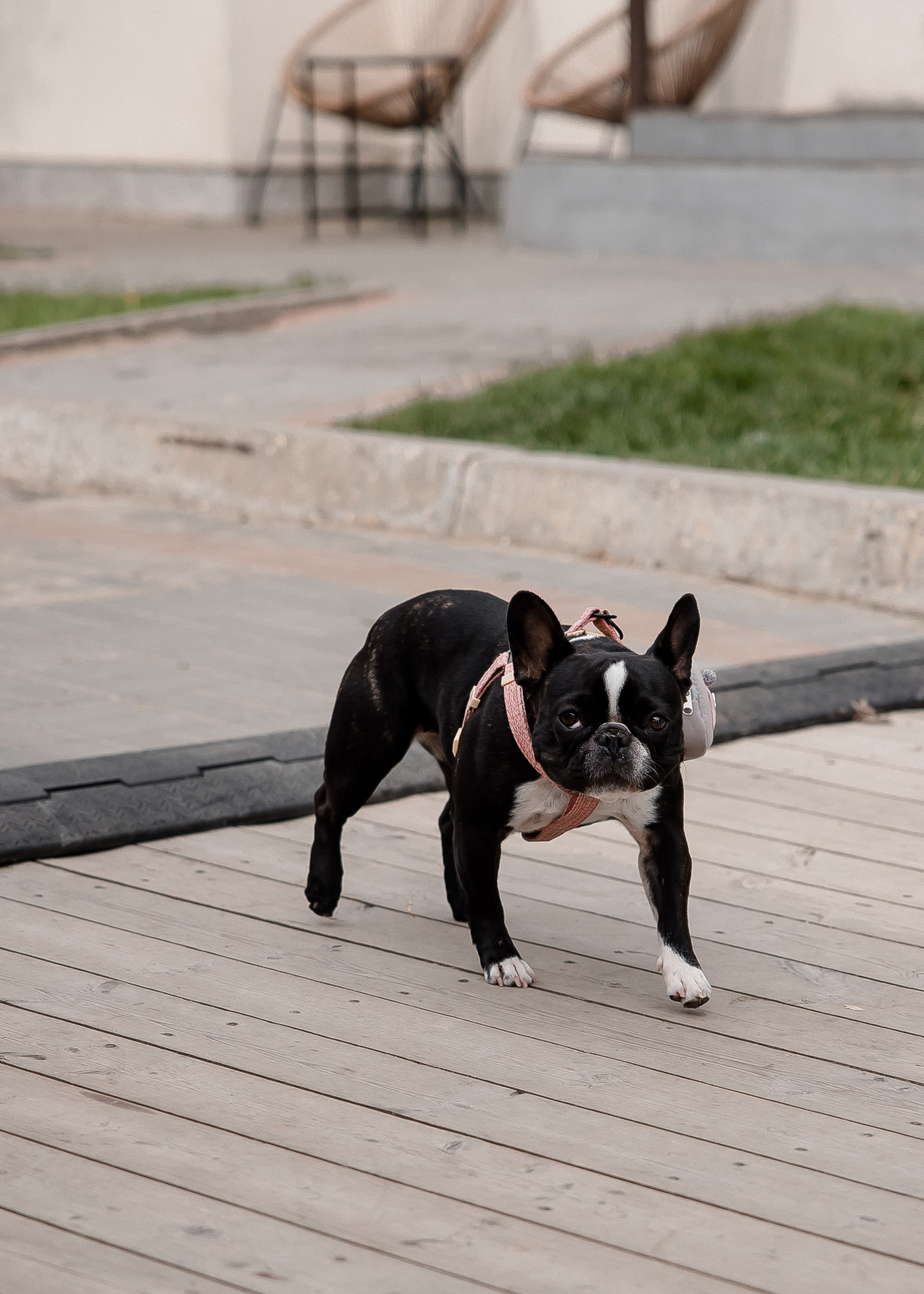 Алина + Паша. Свадебный и семейный фотограф в Саратове Маша Паника