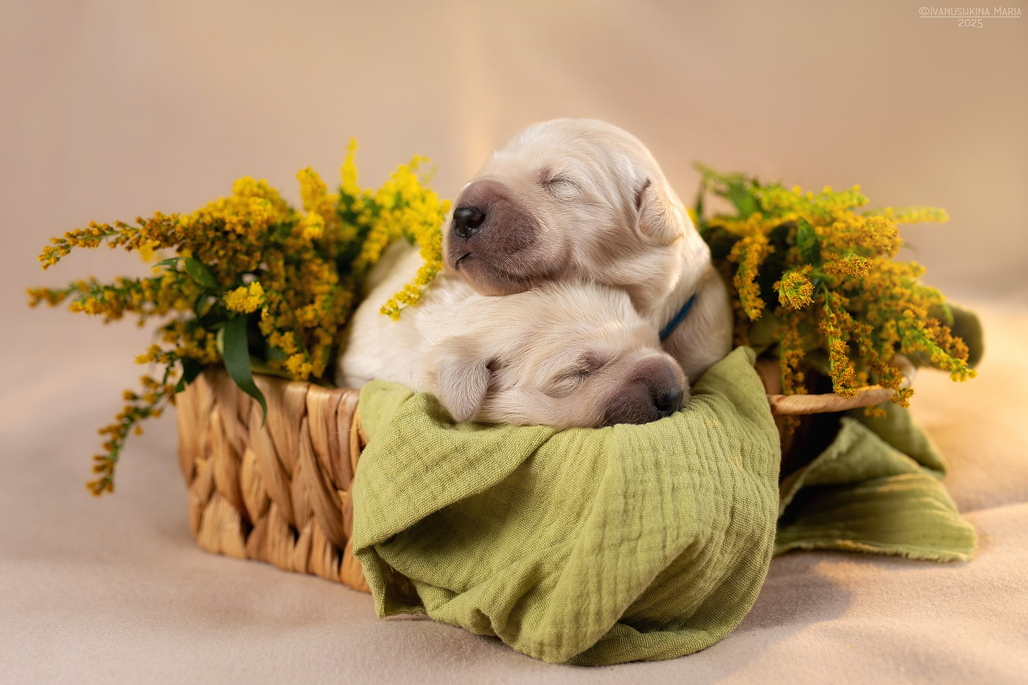 Ньюборн фотосессия щенков. Фотограф собак в Москве и Московской области Иванушкина Мария