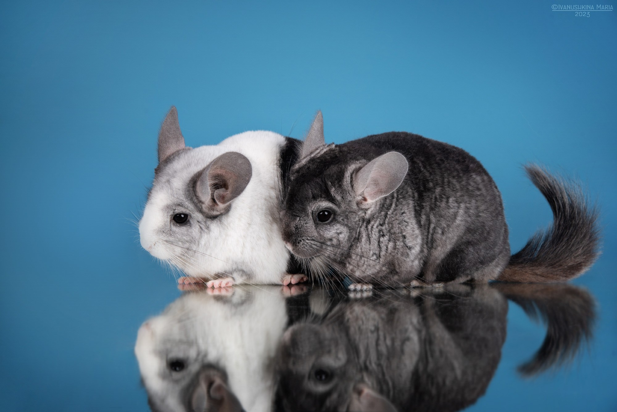 Фотосессии экзотических животных в студии. Фотограф собак в Москве и Московской области Иванушкина Мария