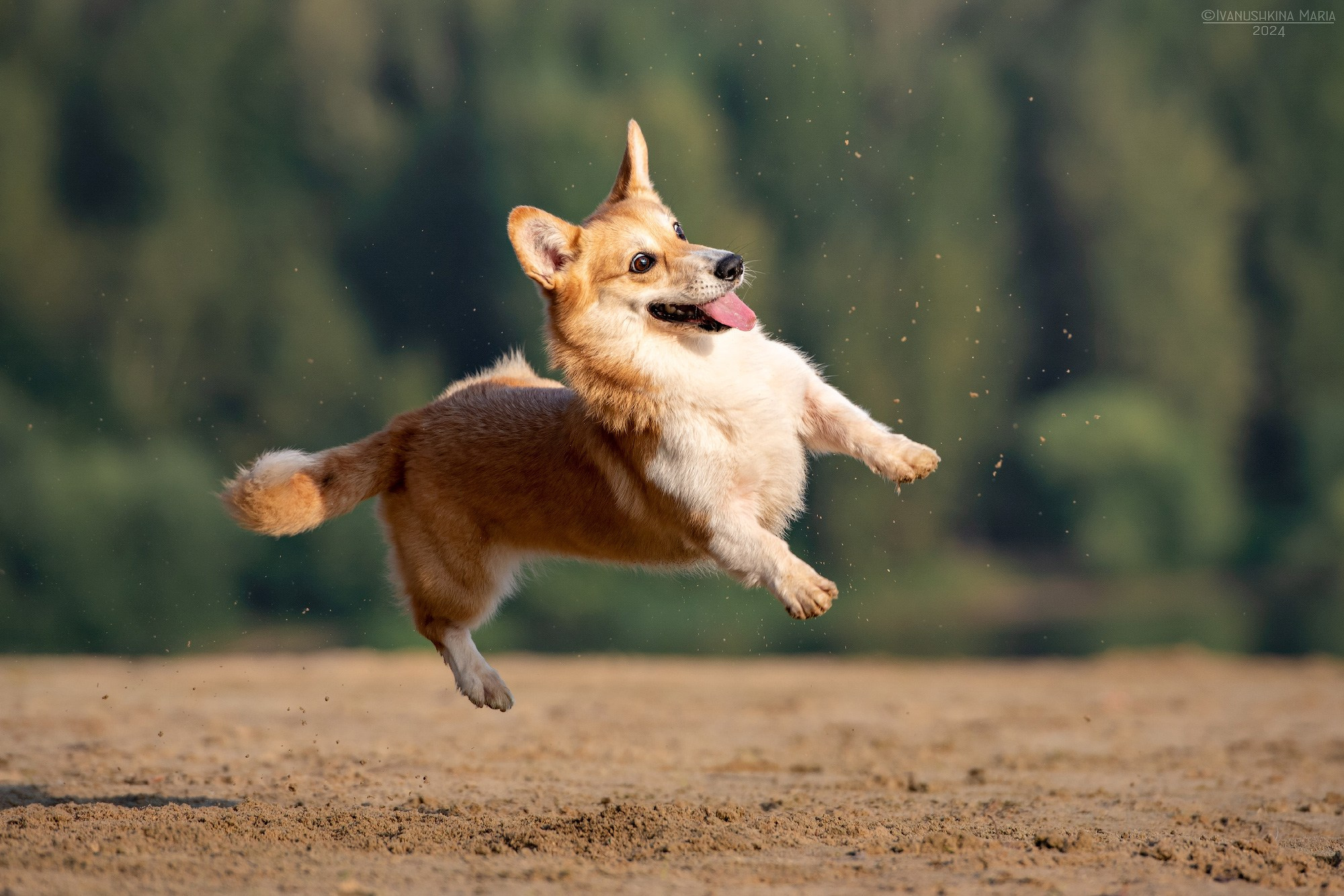 вельш корги пемброк прыгает