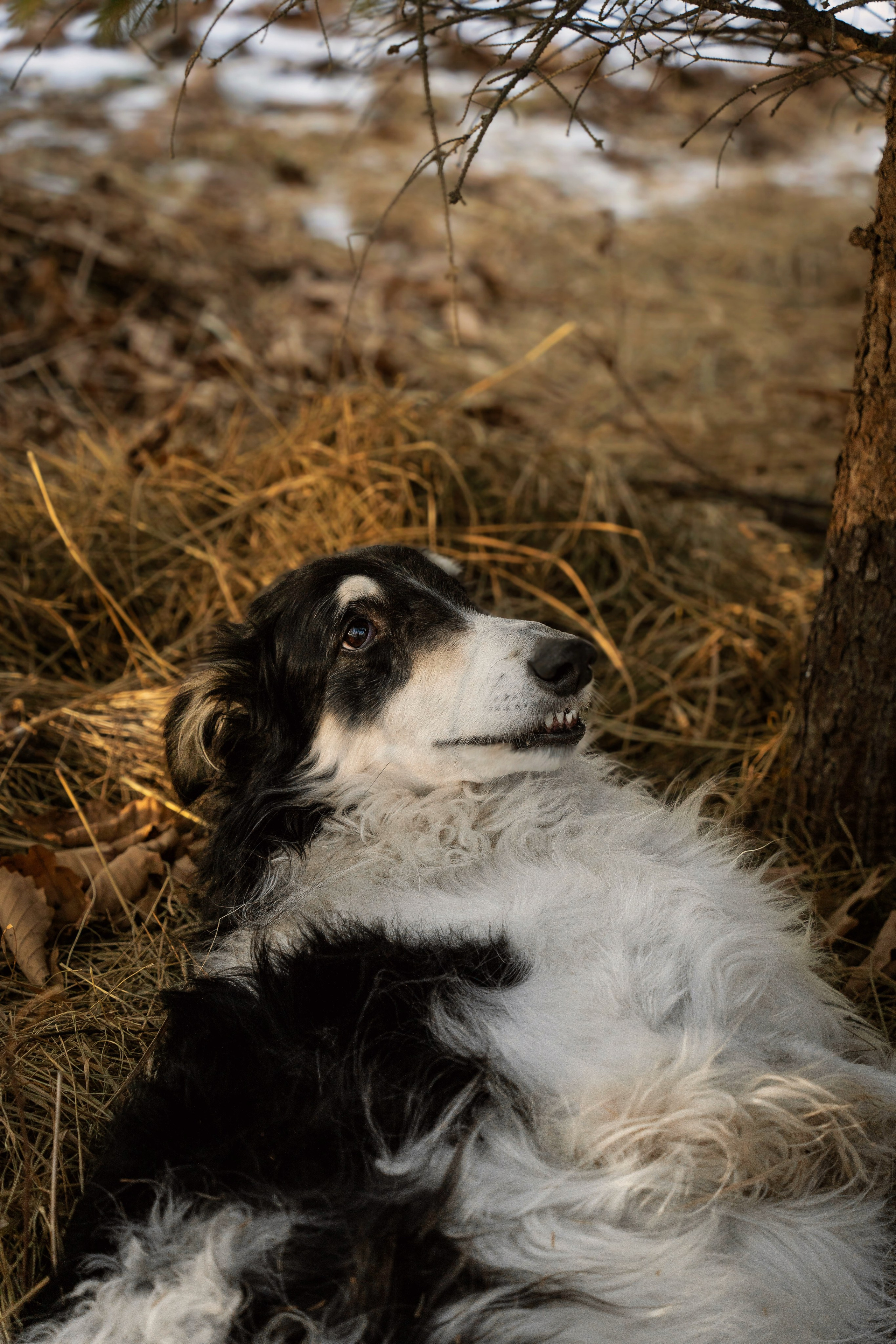 Фотодень «Символ 2026 года». Семейный фотограф анималист г. Находка
