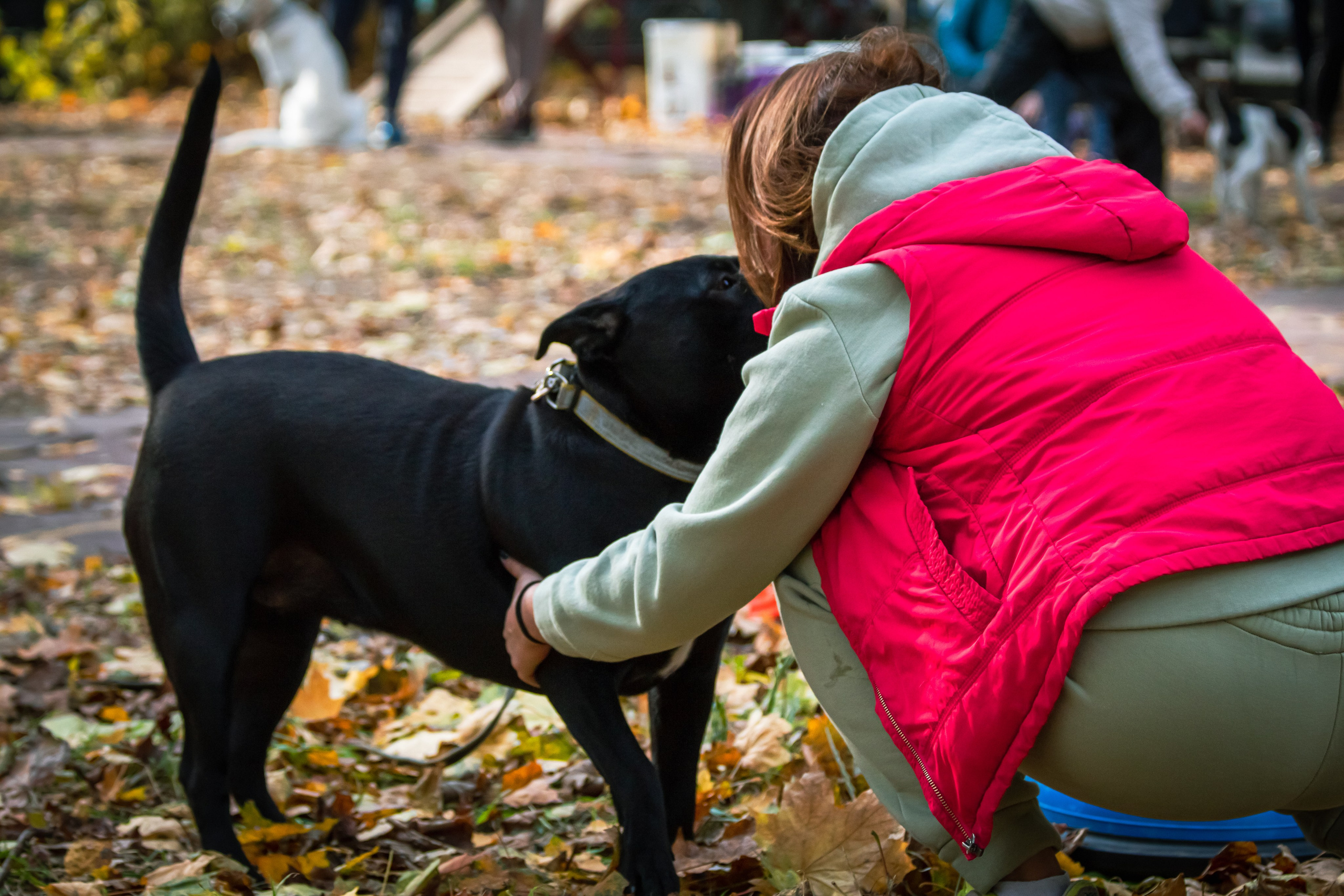 Костюмированный парад собак. Фотограф анималист — Тула, Москва