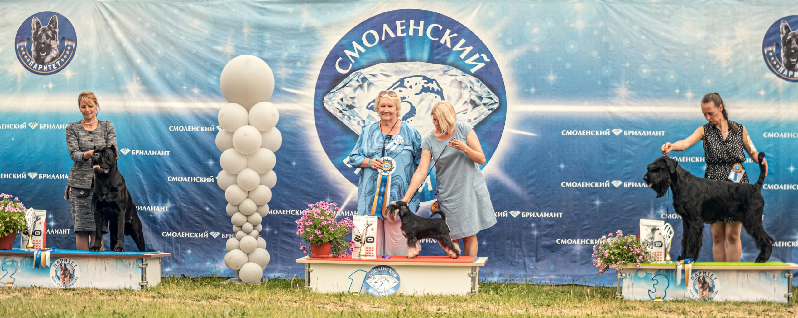 Питомник Делинсо Бэлэнс, щенки цвергшнауцера, купить щенка цвергшнауцера, питомник цвергшнауцеров, кобель цвергшнауцера для вязки, щенок цвергшнауцера, питомник цвергшнауцеров, черный с серебром, цверг, лучший питомник в беларуси