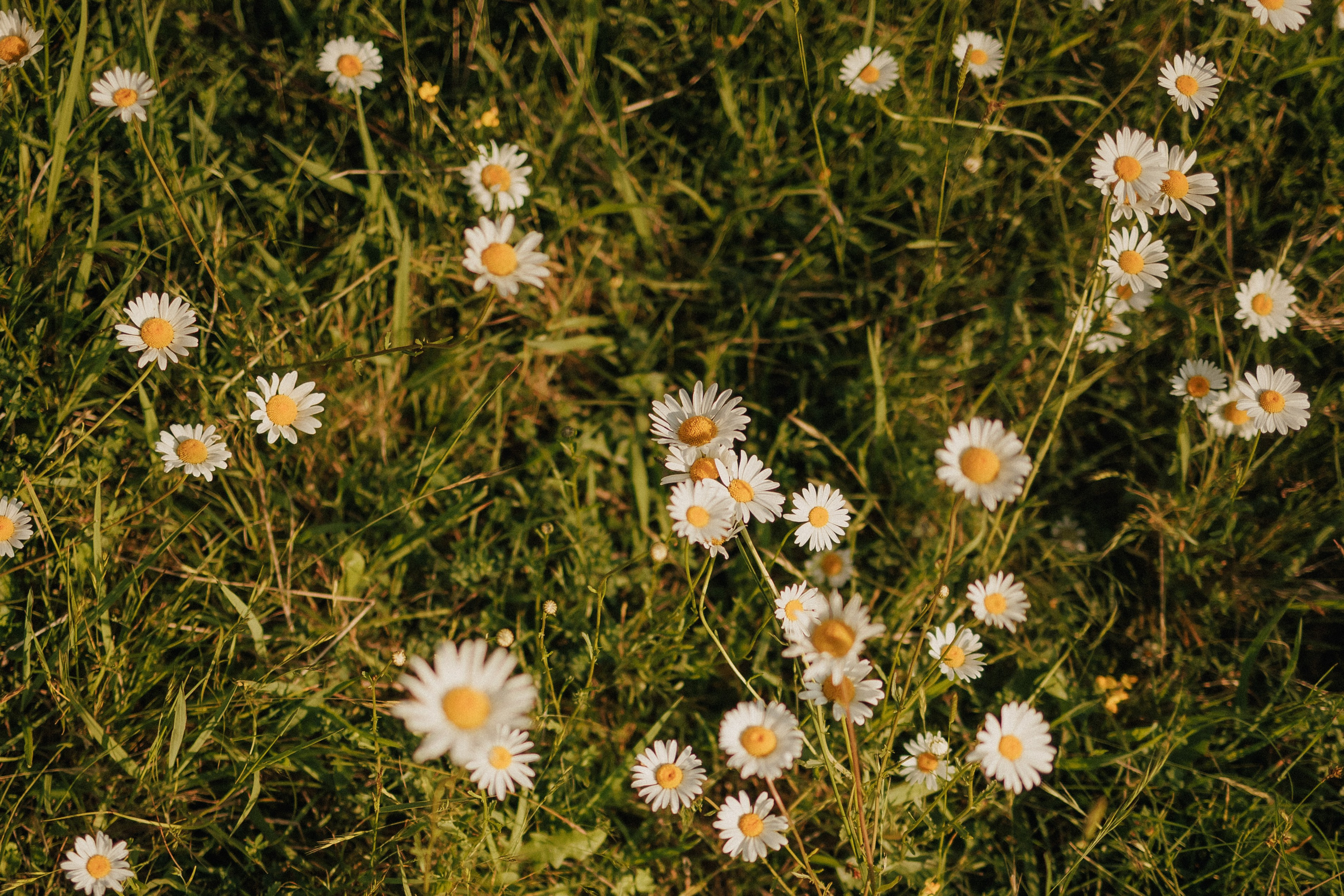 Привет, ромашки…. Свадебный, репортажный и портретный фотограф Сочи, Краснодар. Александра Зайцева
