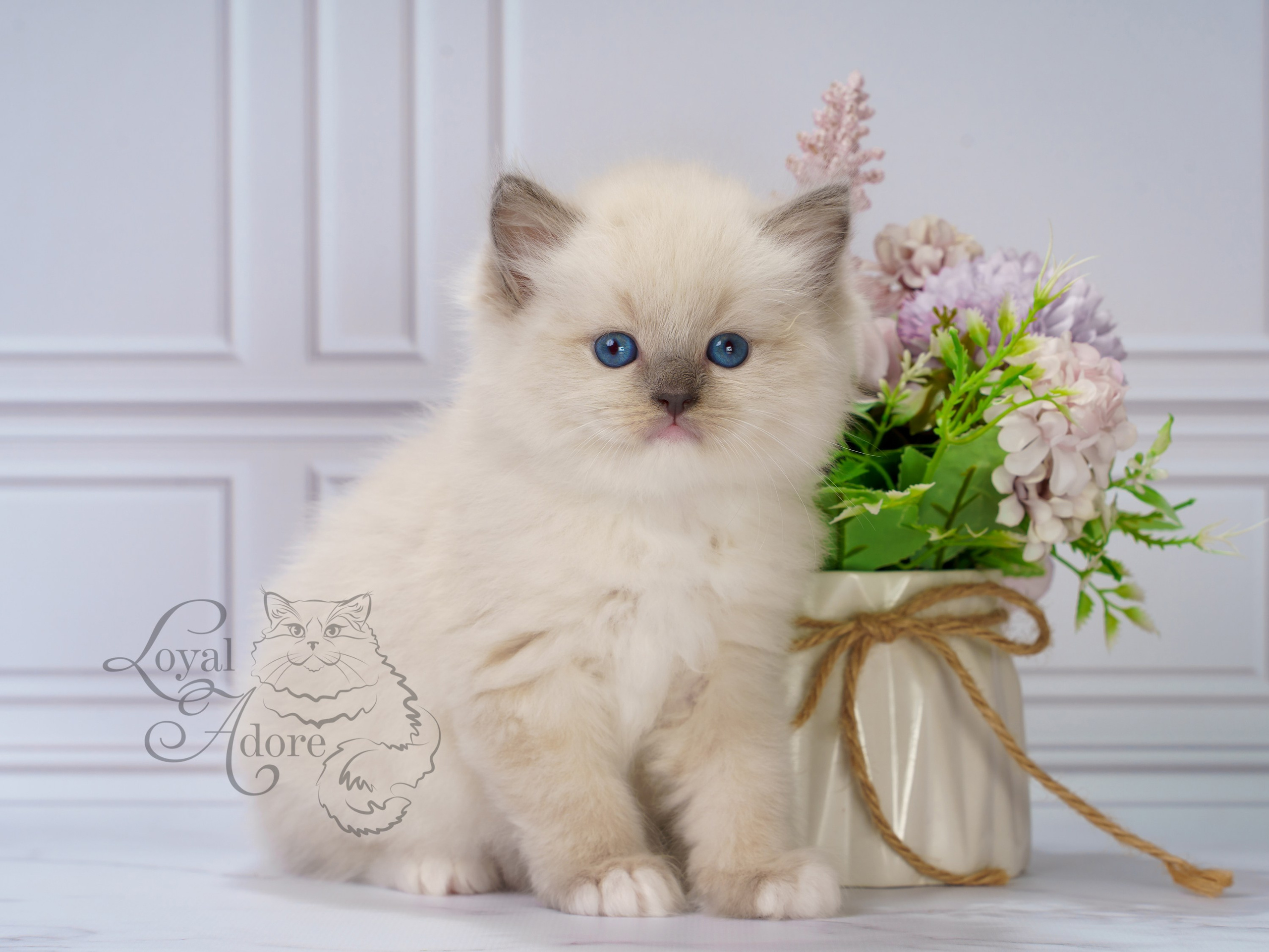 Котята рэгдолл от Loyal Adore. Питомник рэгдолл Loyal Adore