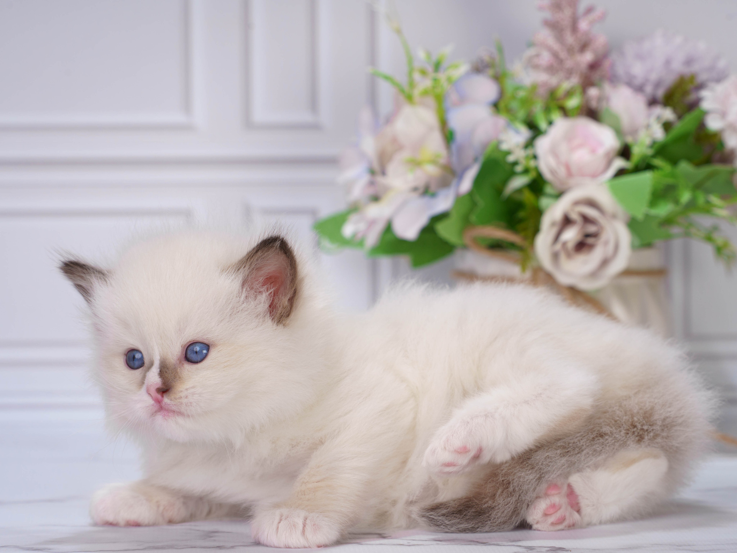 Котята рэгдолл от Loyal Adore. Питомник рэгдолл Loyal Adore