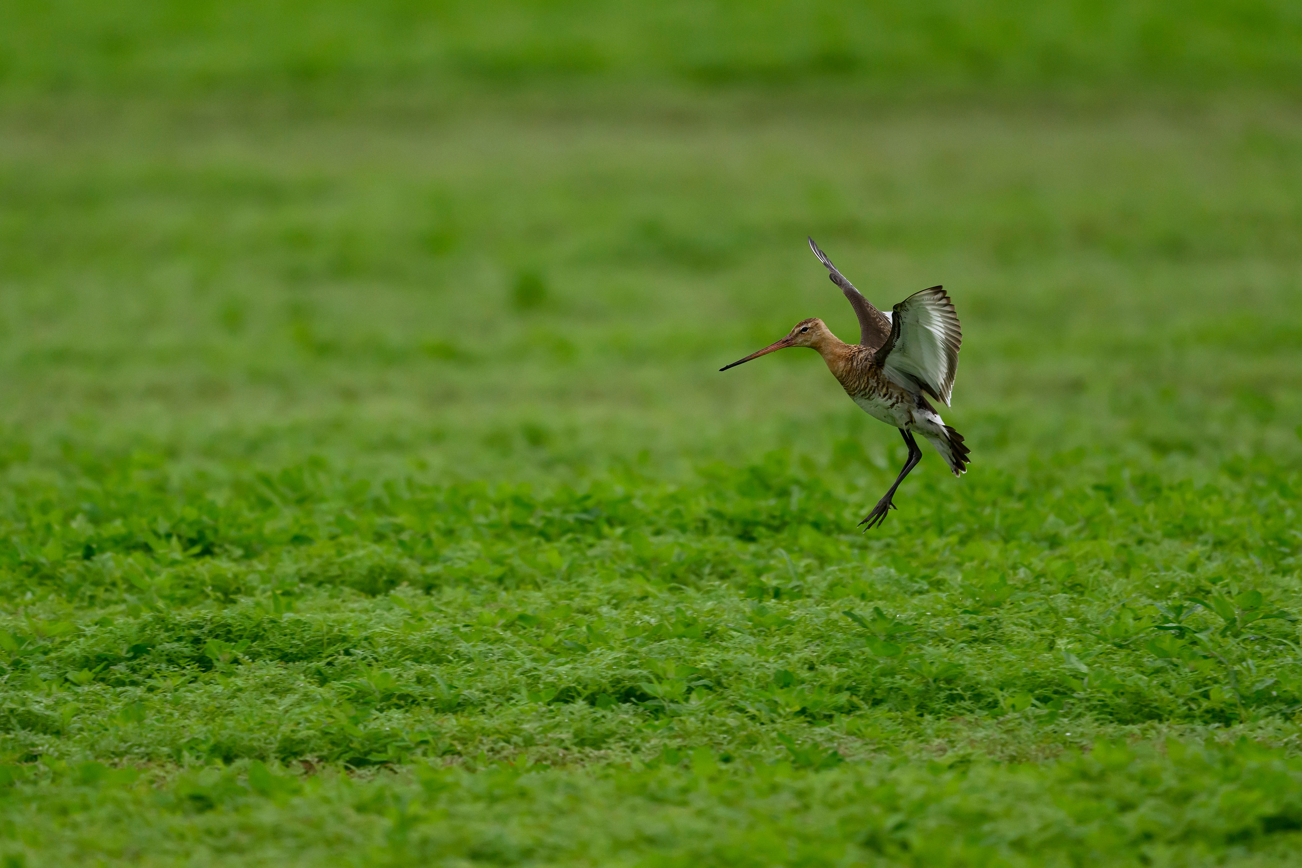 Веретенник. Фотограф Сергей Пупонин