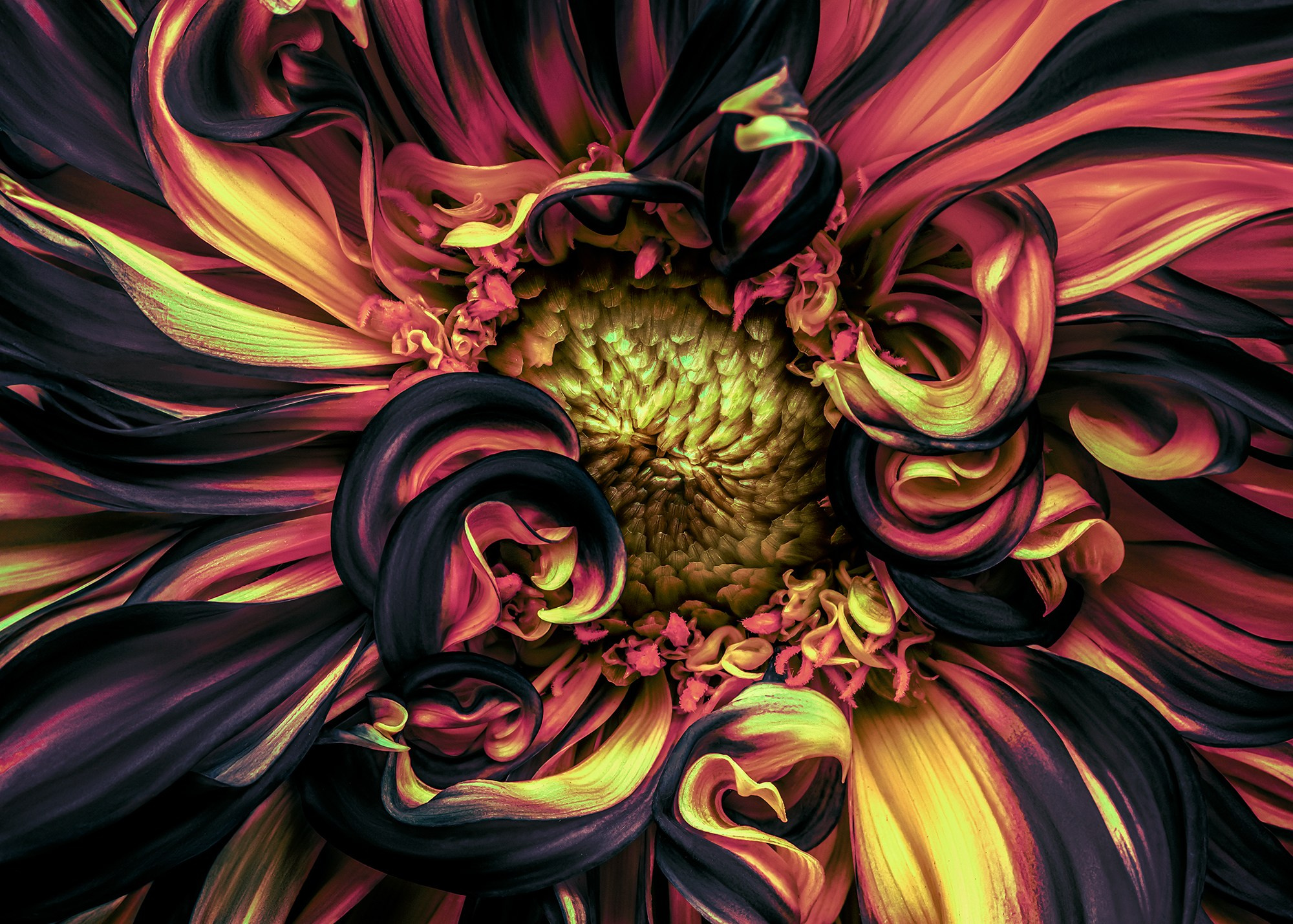 COLOURED FLOWERS. Eirene G |  Photoartist | Flowers from my garden