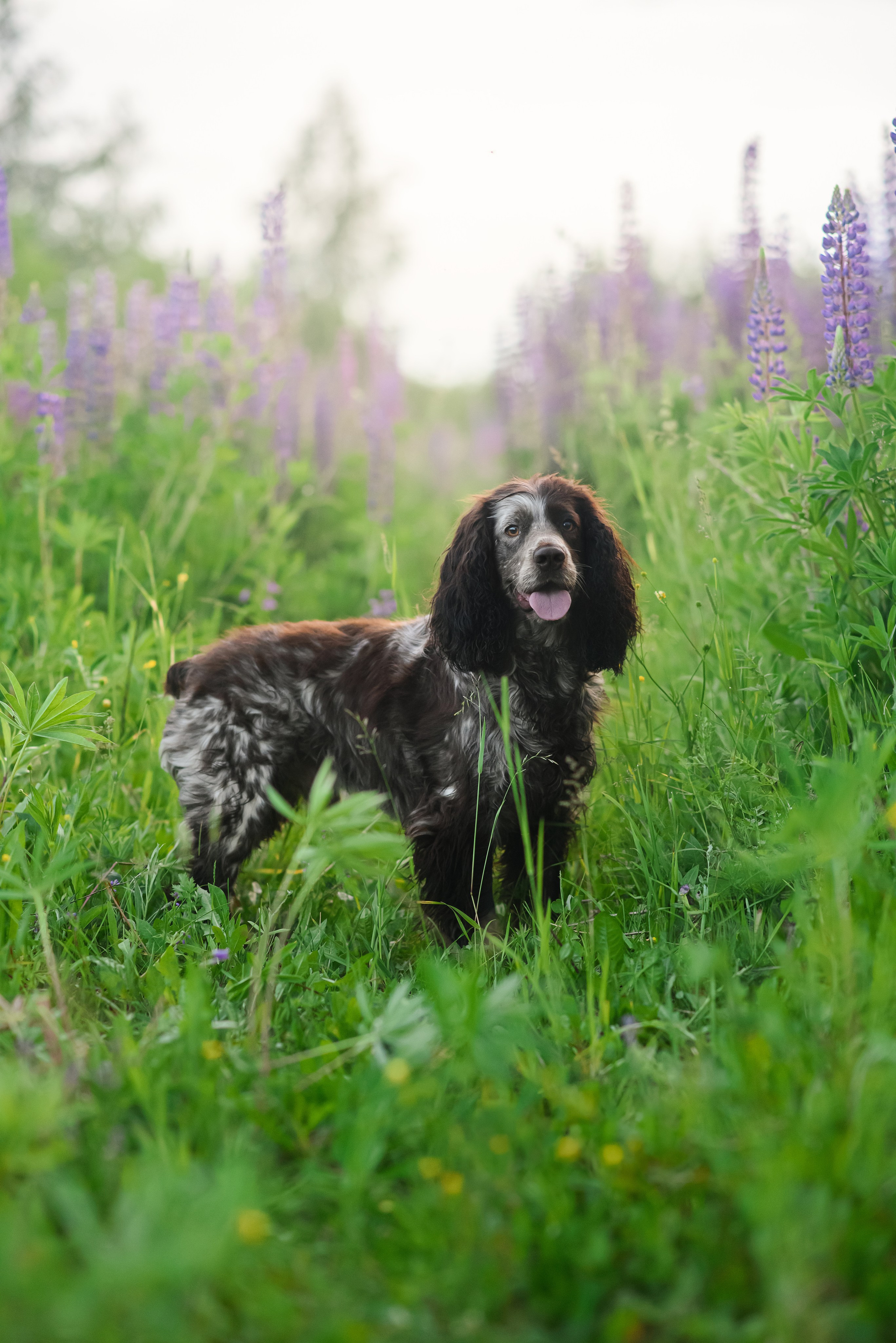 Света и Рей — 09.06.2024. Фотограф — Анималист | Анна Абрамова