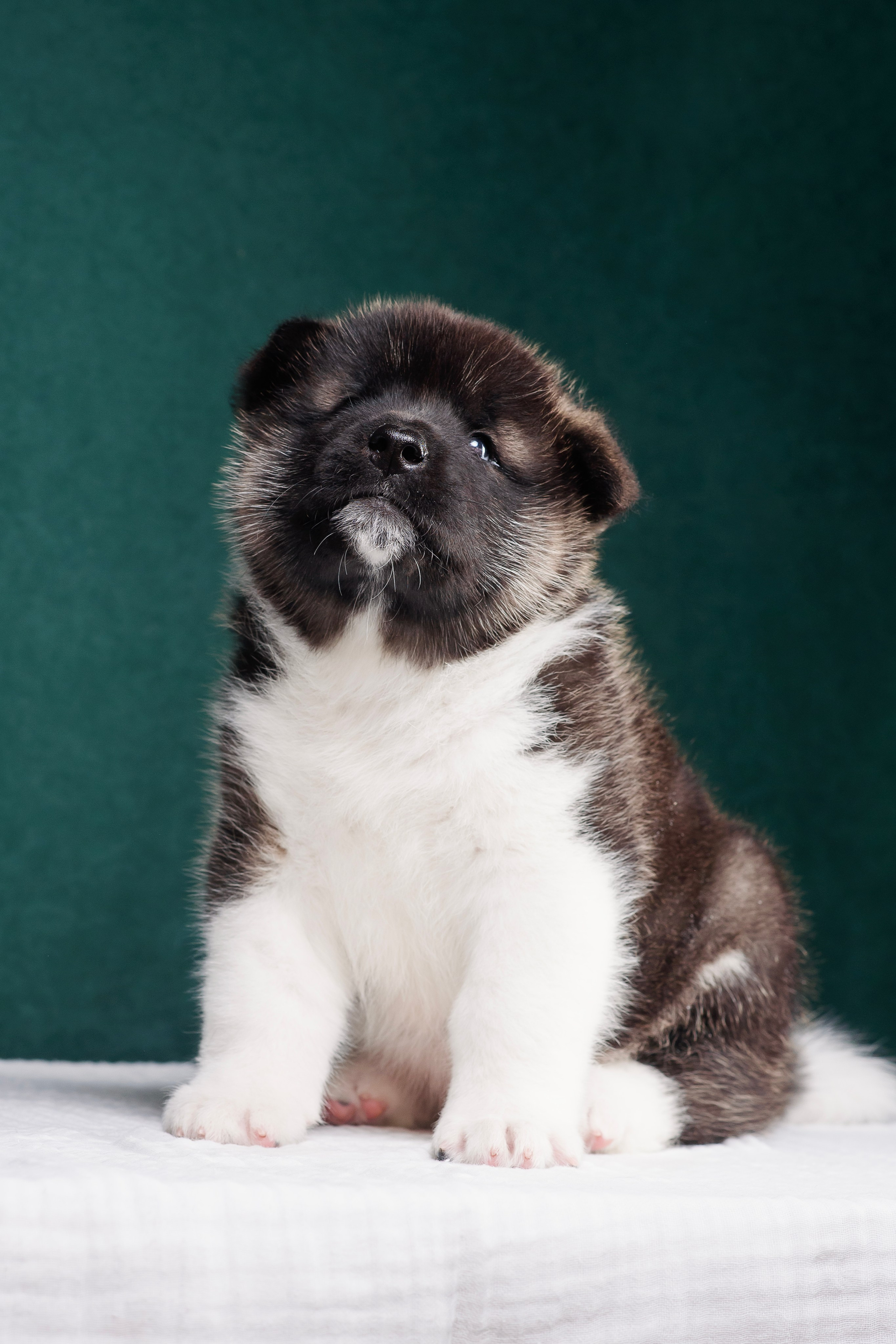 Щенки Американской Акиты. Фотограф — Анималист | Анна Абрамова