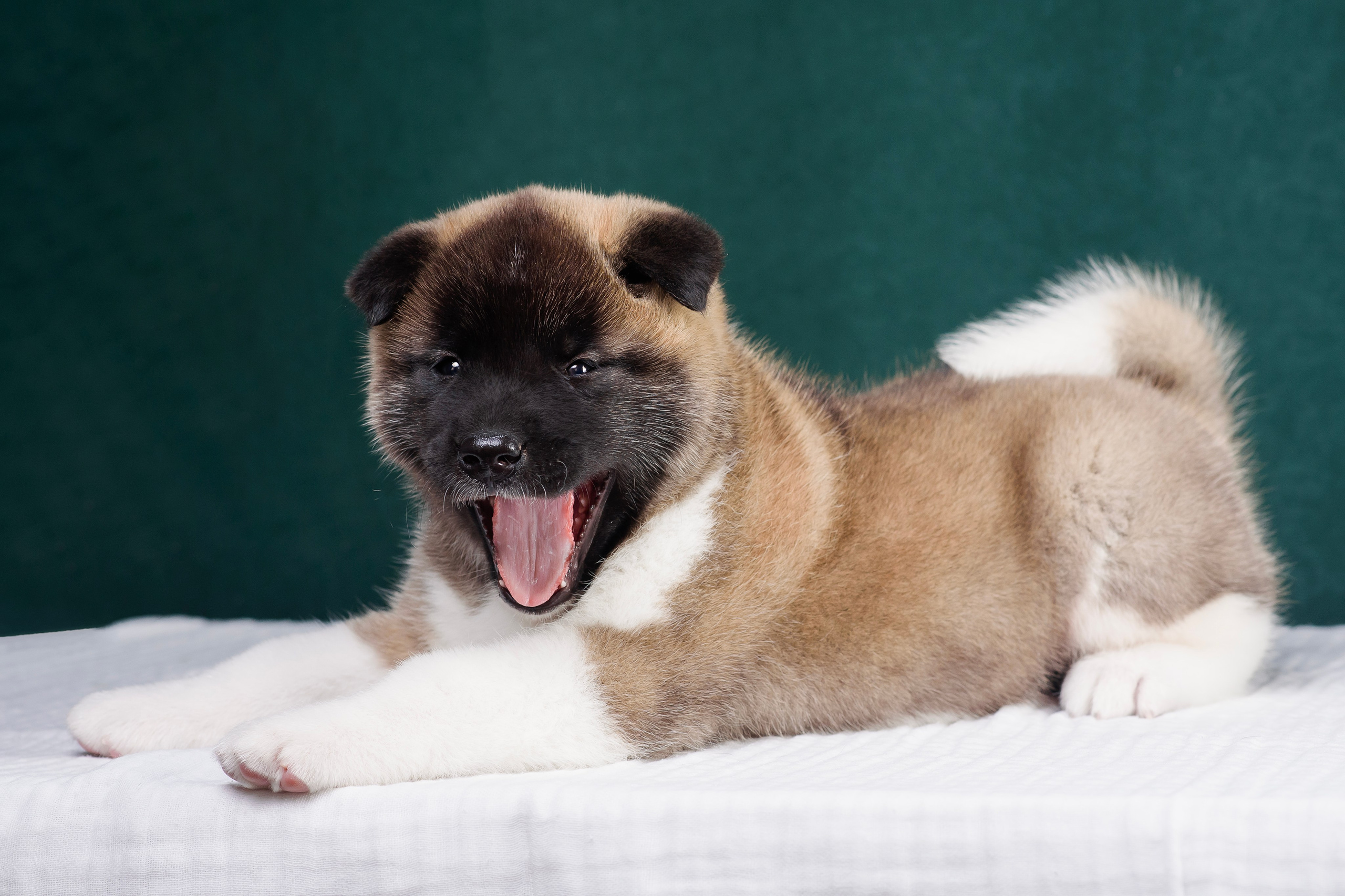 Щенки Американской Акиты. Фотограф — Анималист | Анна Абрамова