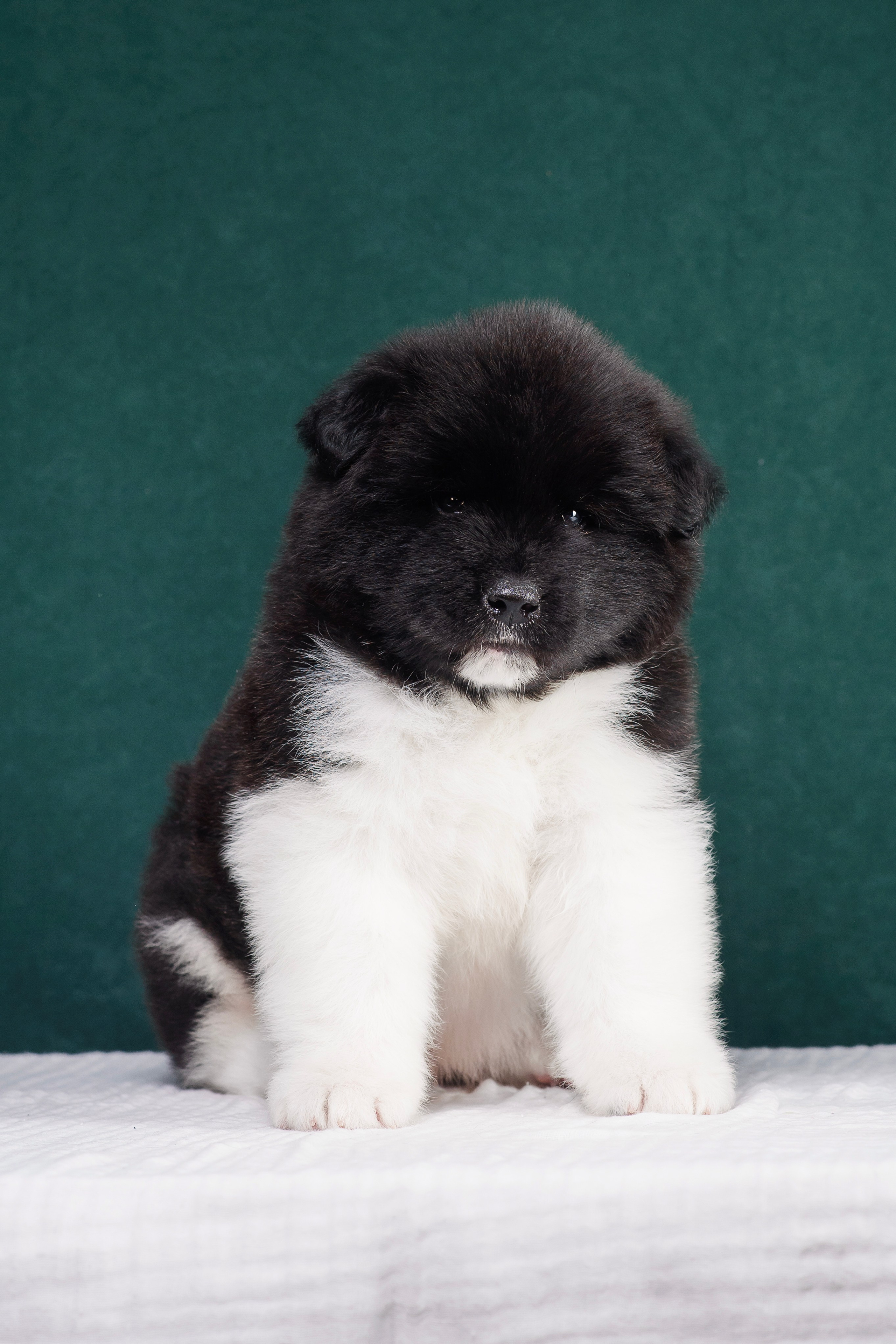 Щенки Американской Акиты. Фотограф — Анималист | Анна Абрамова