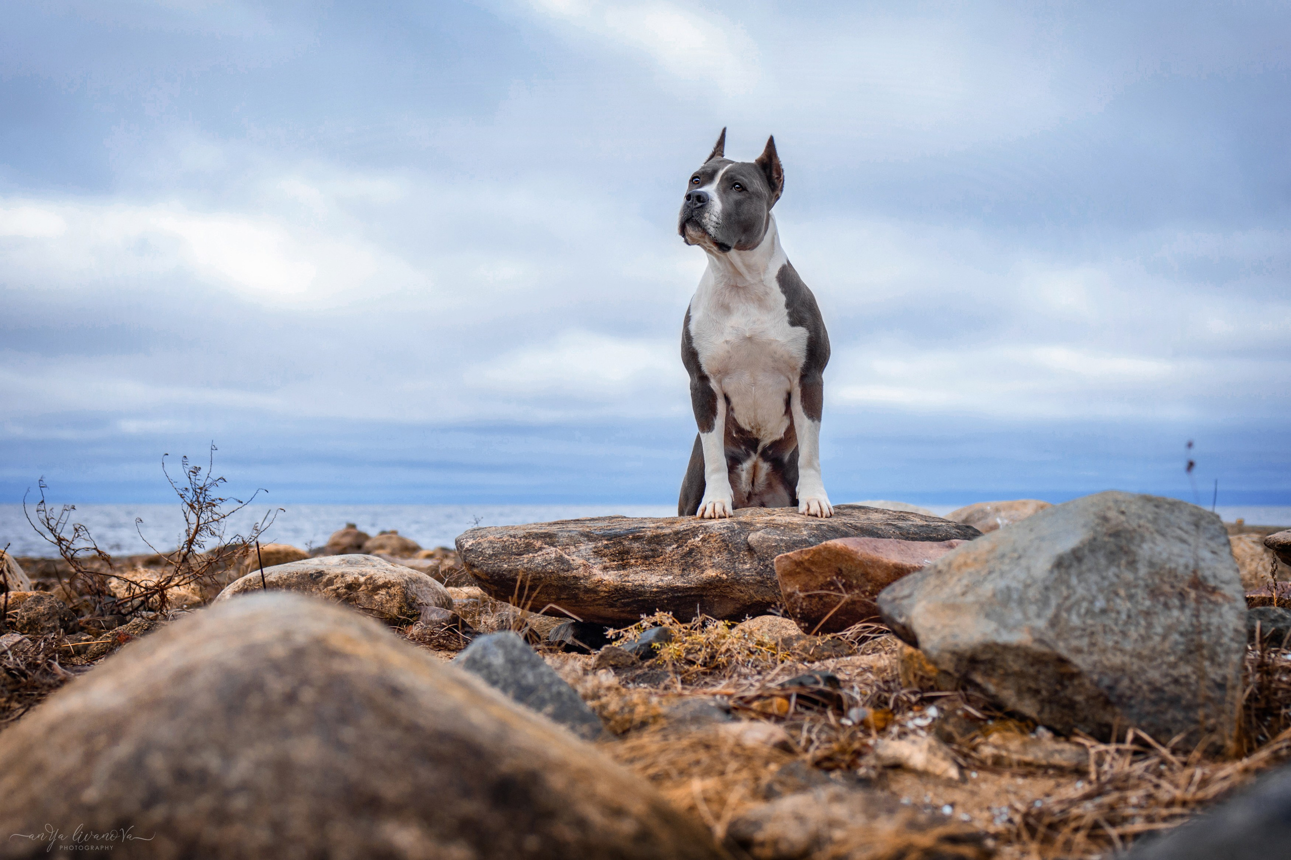 Деля. Фотограф анималист Аня Ливанова | Рыбинск