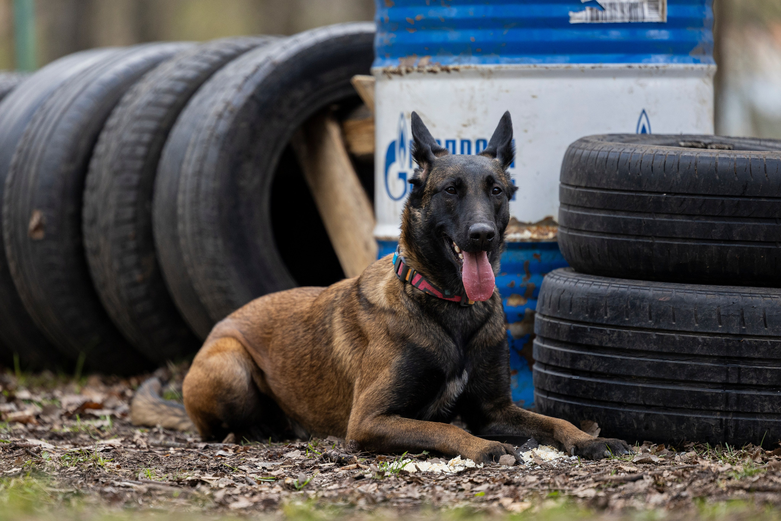 Квалификационные состязания по мондьорингу г. Вологда 11.05.24. Фотограф-анималист Анна Маринич