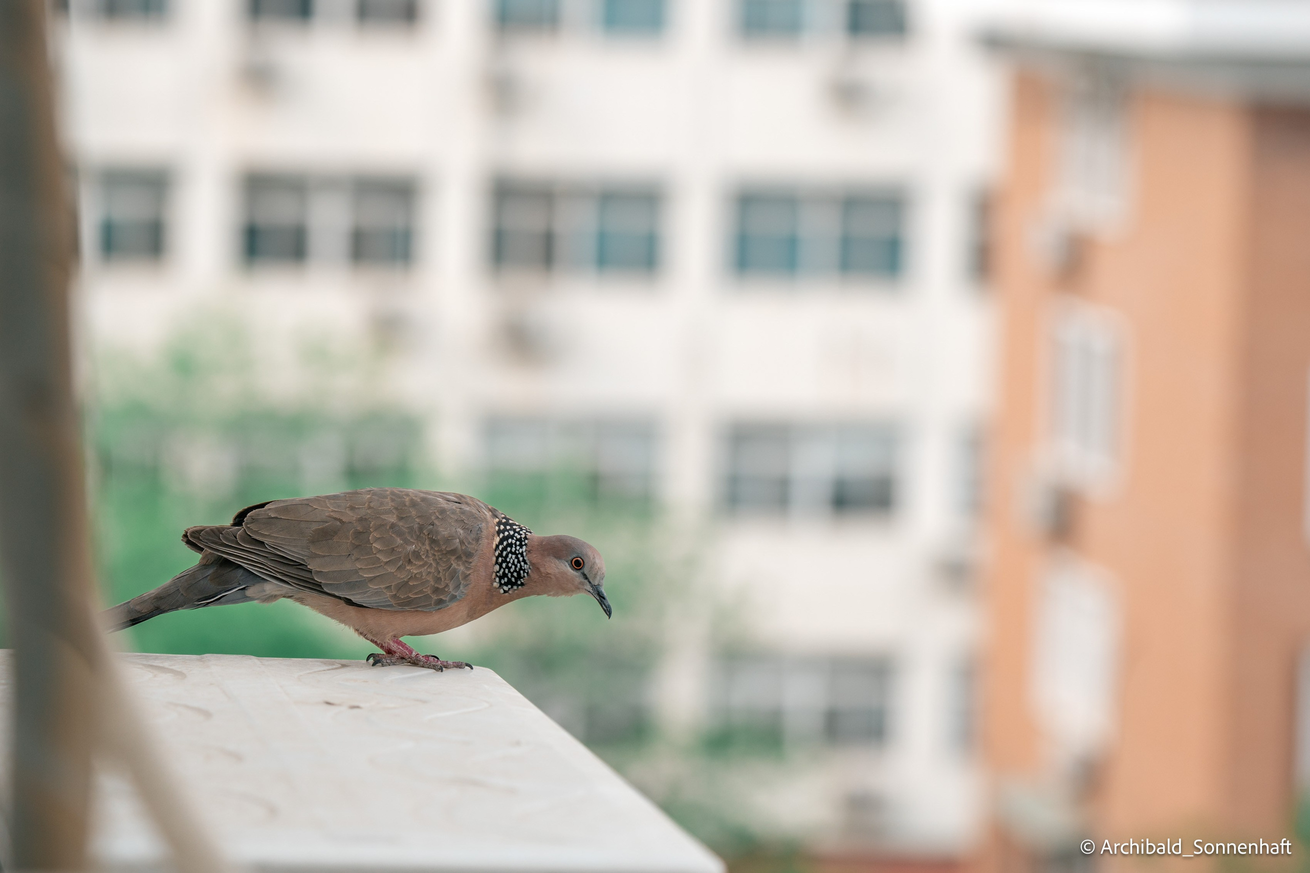 Balcony sparrows. Photographer in Guangzhou, China. Archibald Sonnenhaft