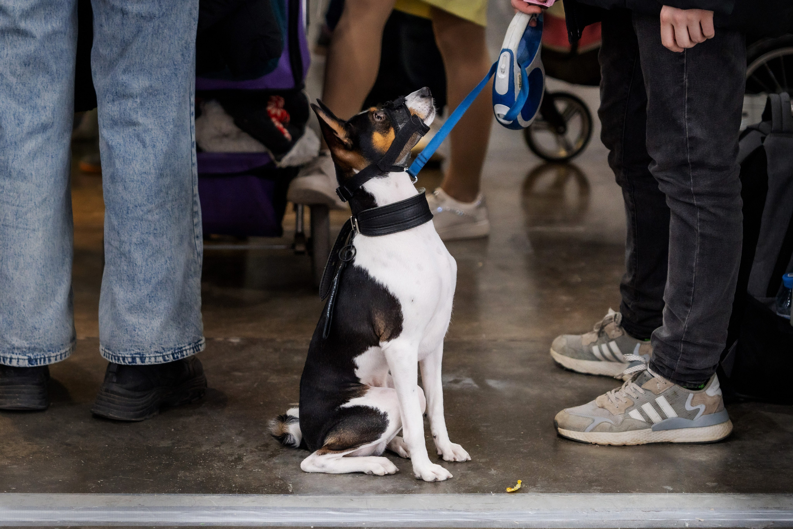 Животные. Фото, видео, монтаж