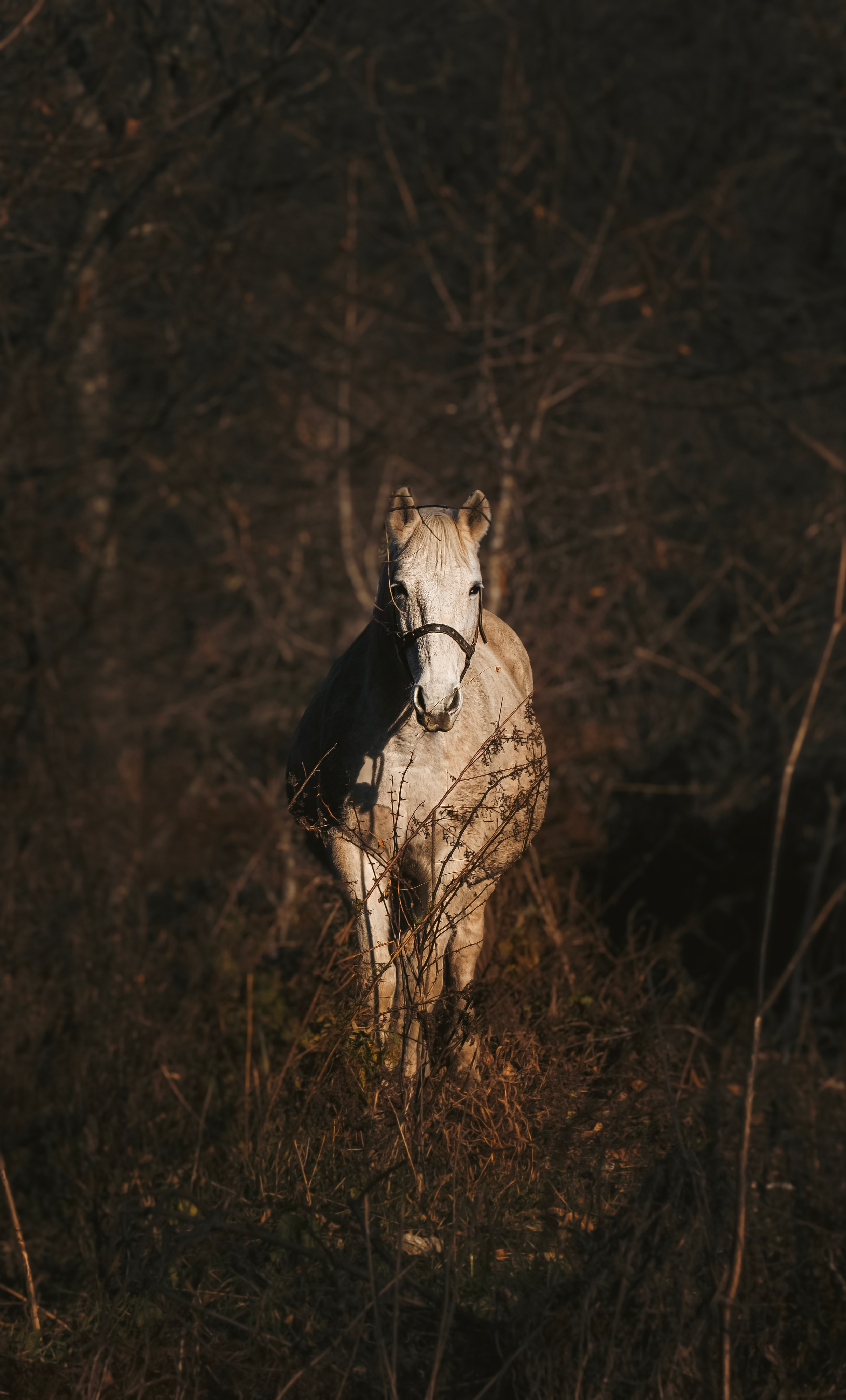 Конюшня. Семейный фотограф анималист г. Находка
