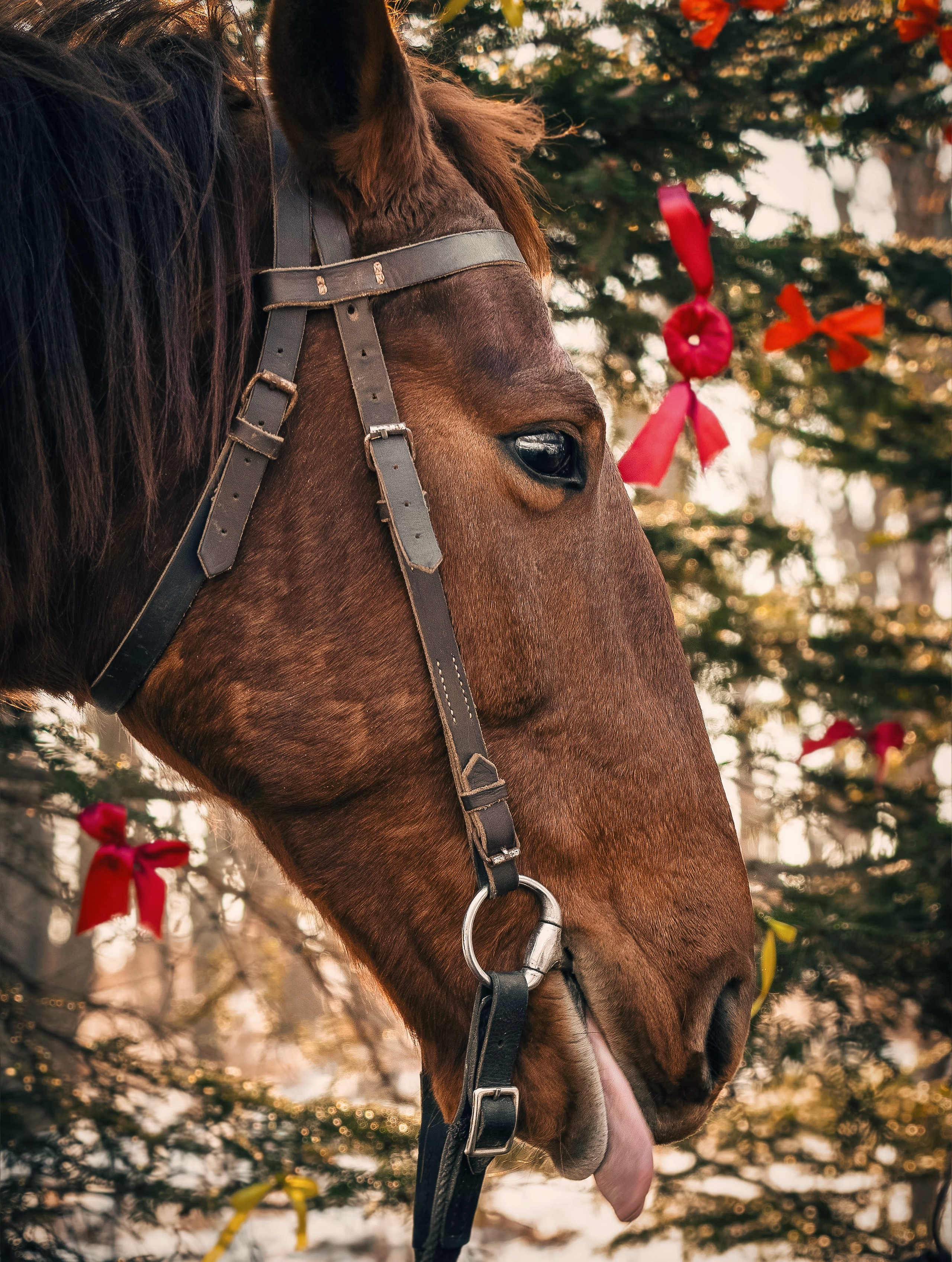 Фотодень «Символ 2026 года». Семейный фотограф анималист г. Находка