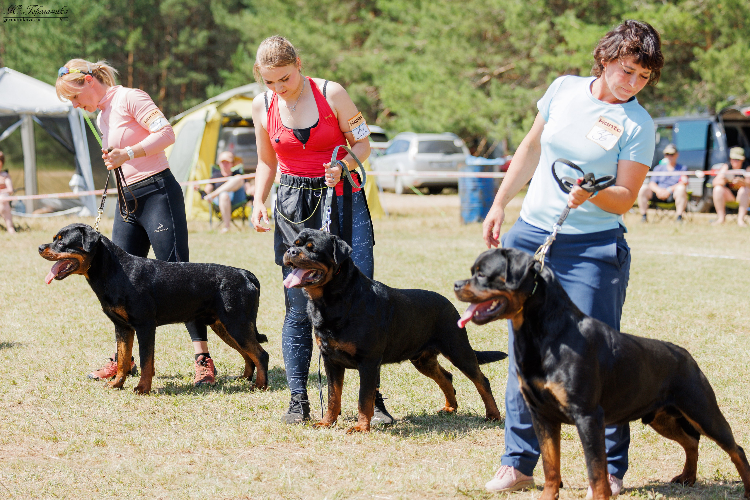 ПК и КЧК ротвейлеры Тверь 6-7.07.2024. Фотограф-анималист Юлия Германика