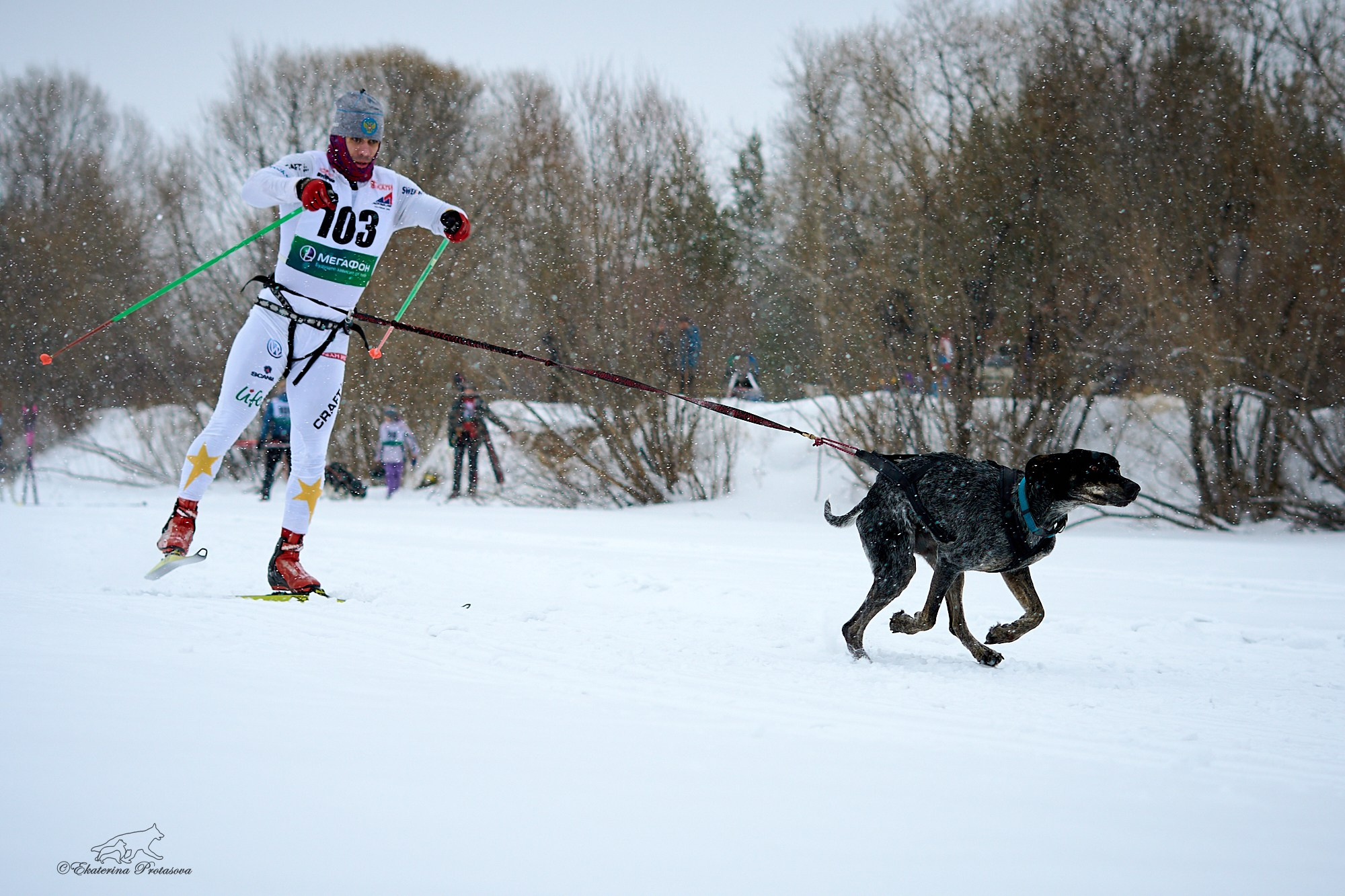 Соревнования по скиджорингу. Фотограф-анималист в Иркутске