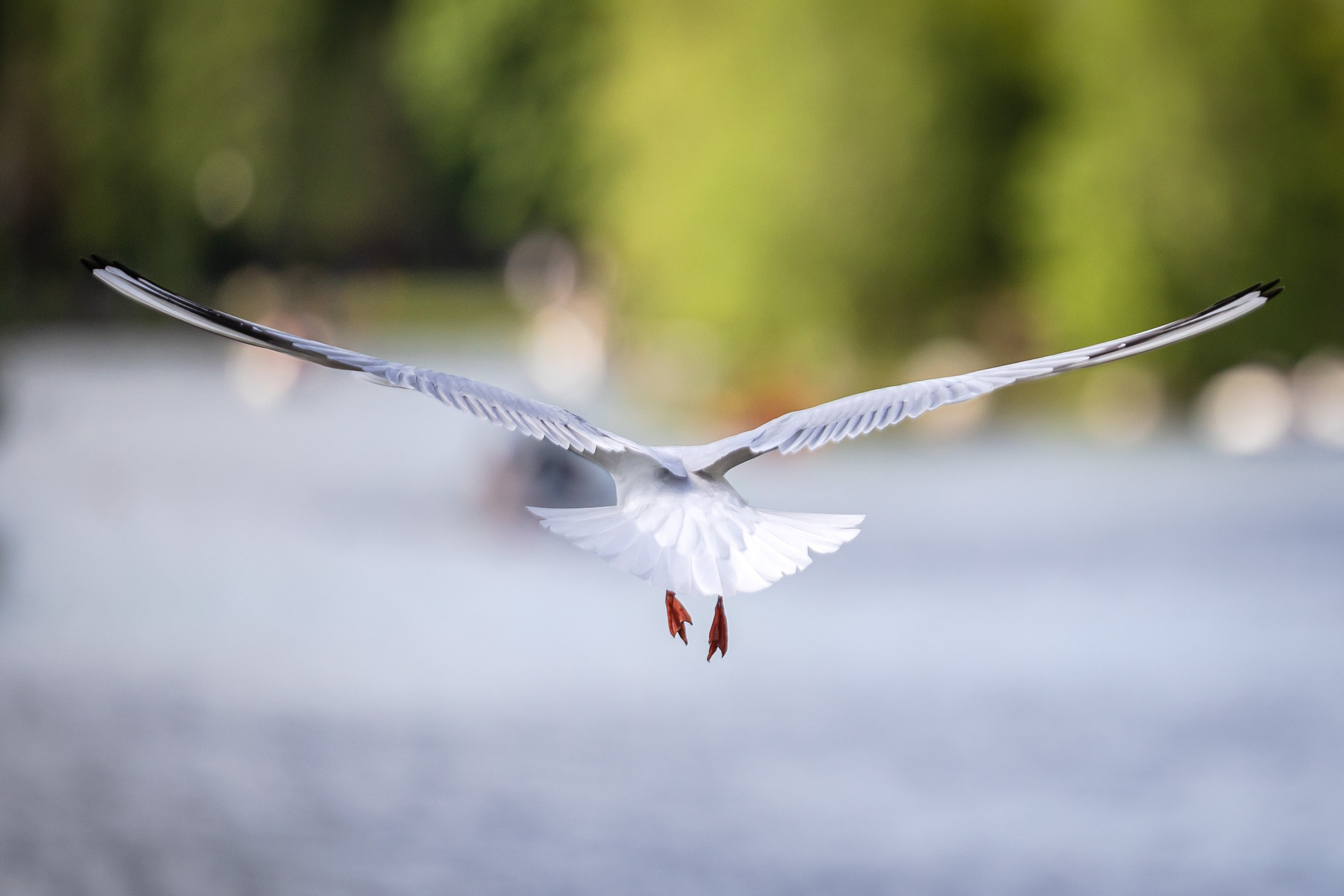 Птицы. Фотограф Владимир Охрименко
