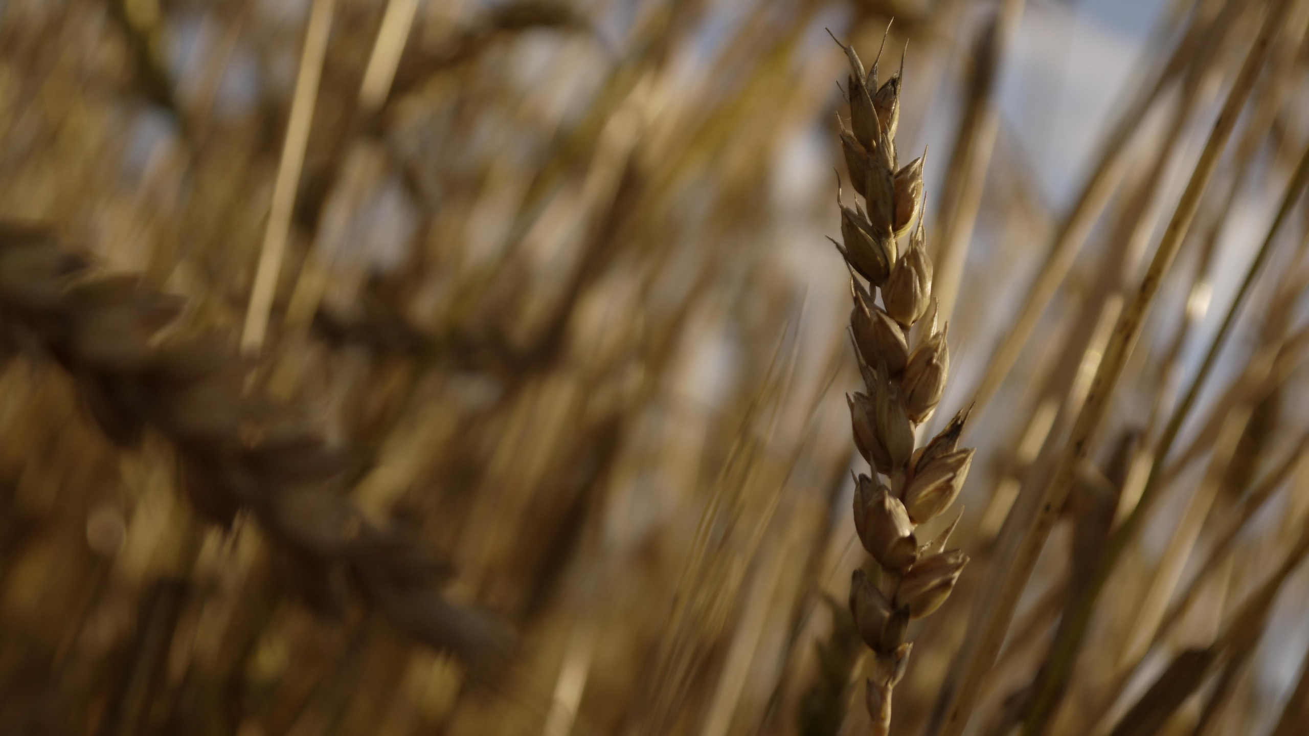 Этот прекрасный мир