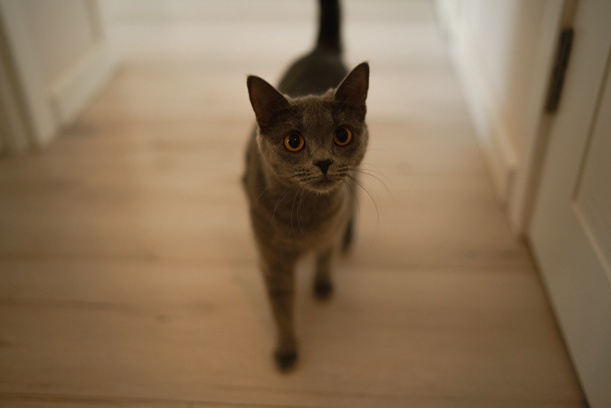 ДПС — Добрый Папа Саши. Фотограф Анна Кобазева, Москва