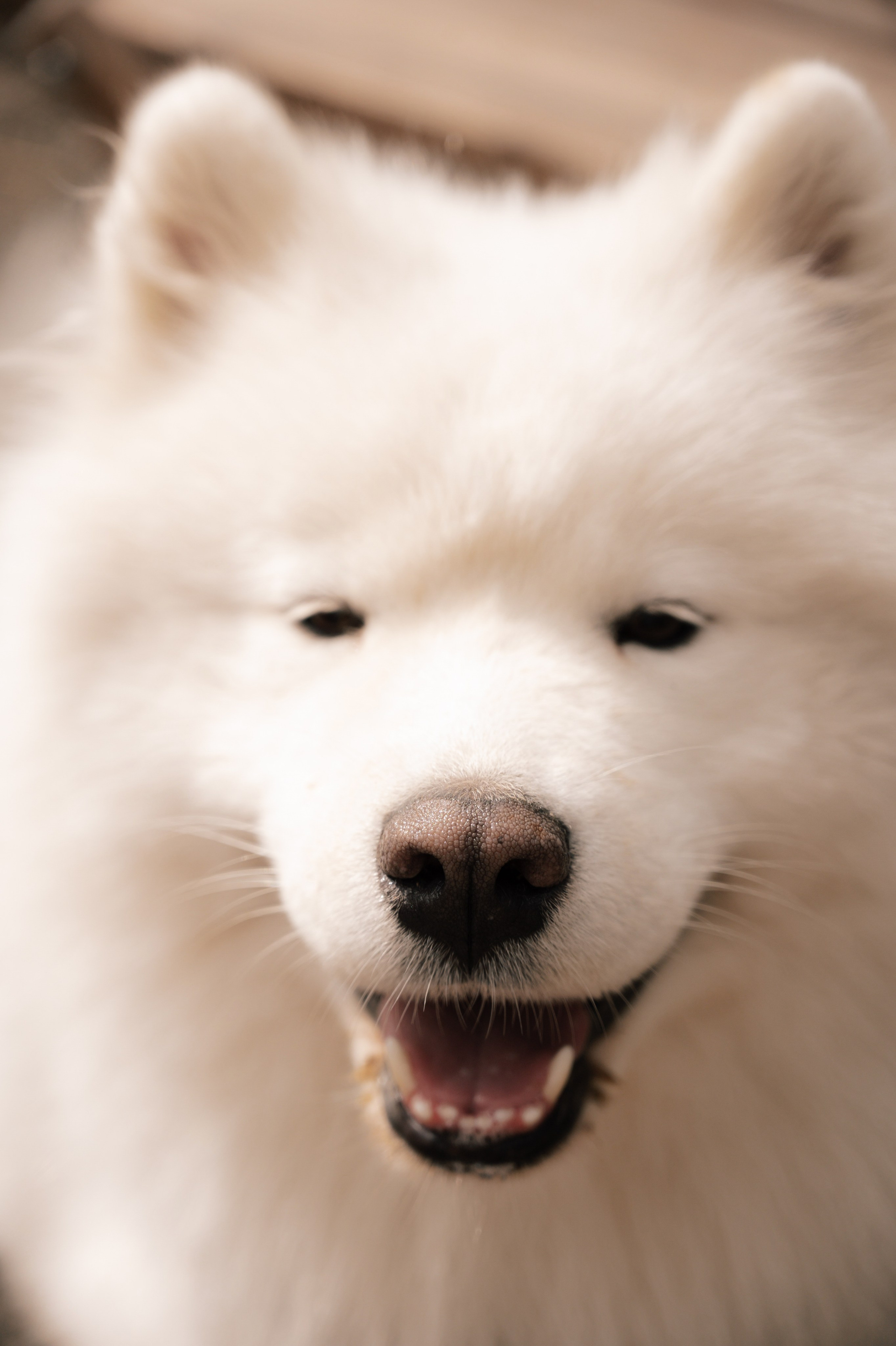 Выше гор только любовь. Свадебный и семейный фотограф Вероника Холод