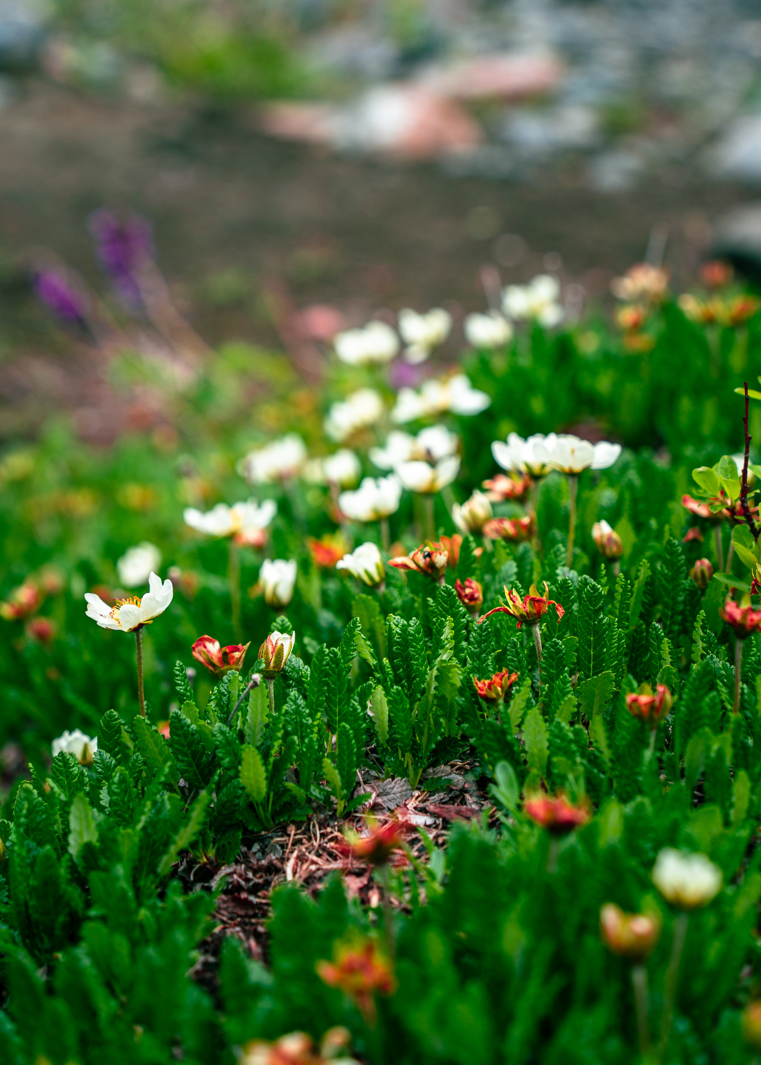 Алтай. Amateur photographer Nikolai Abushinov