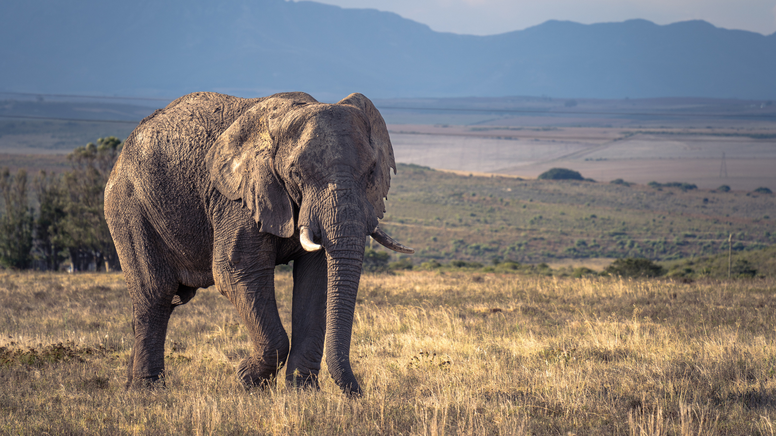 ЮАР. Amateur photographer Nikolai Abushinov
