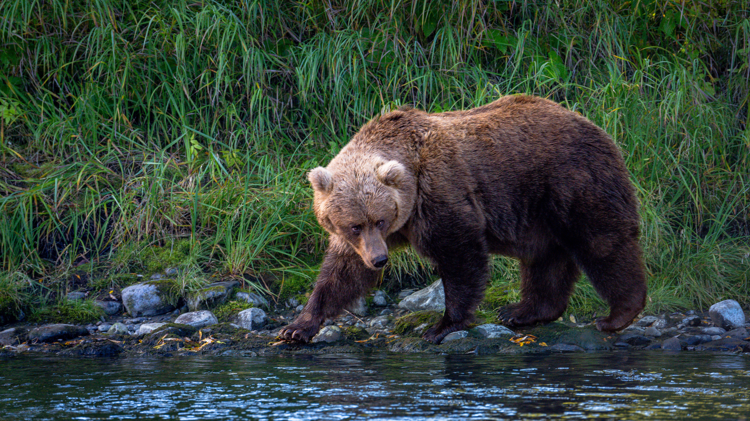Камчатка. Amateur photographer Nikolai Abushinov