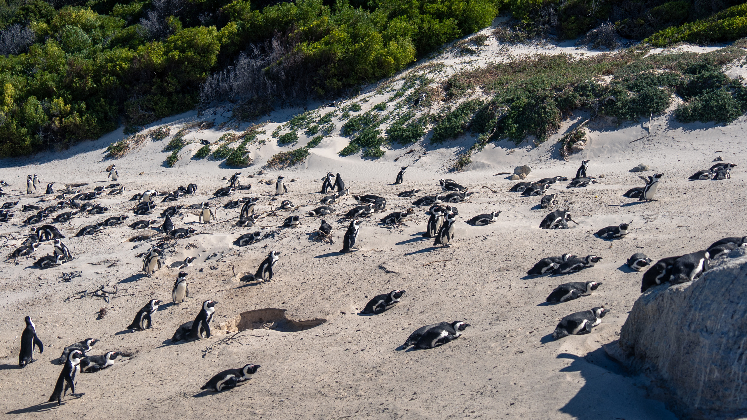 ЮАР. Amateur photographer Nikolai Abushinov