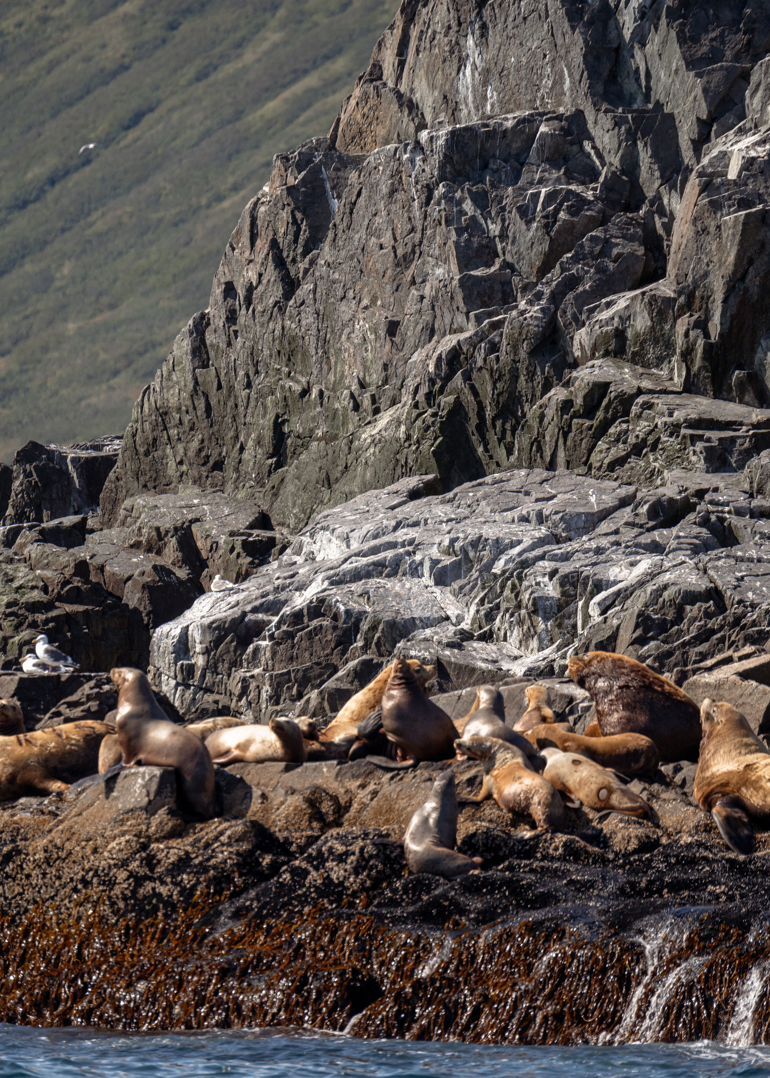 Камчатка. Amateur photographer Nikolai Abushinov