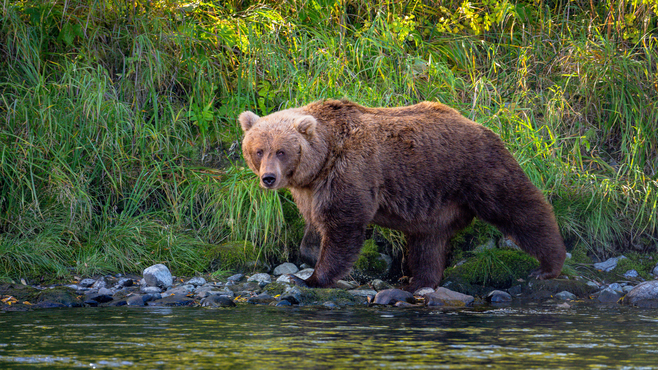 Камчатка. Amateur photographer Nikolai Abushinov