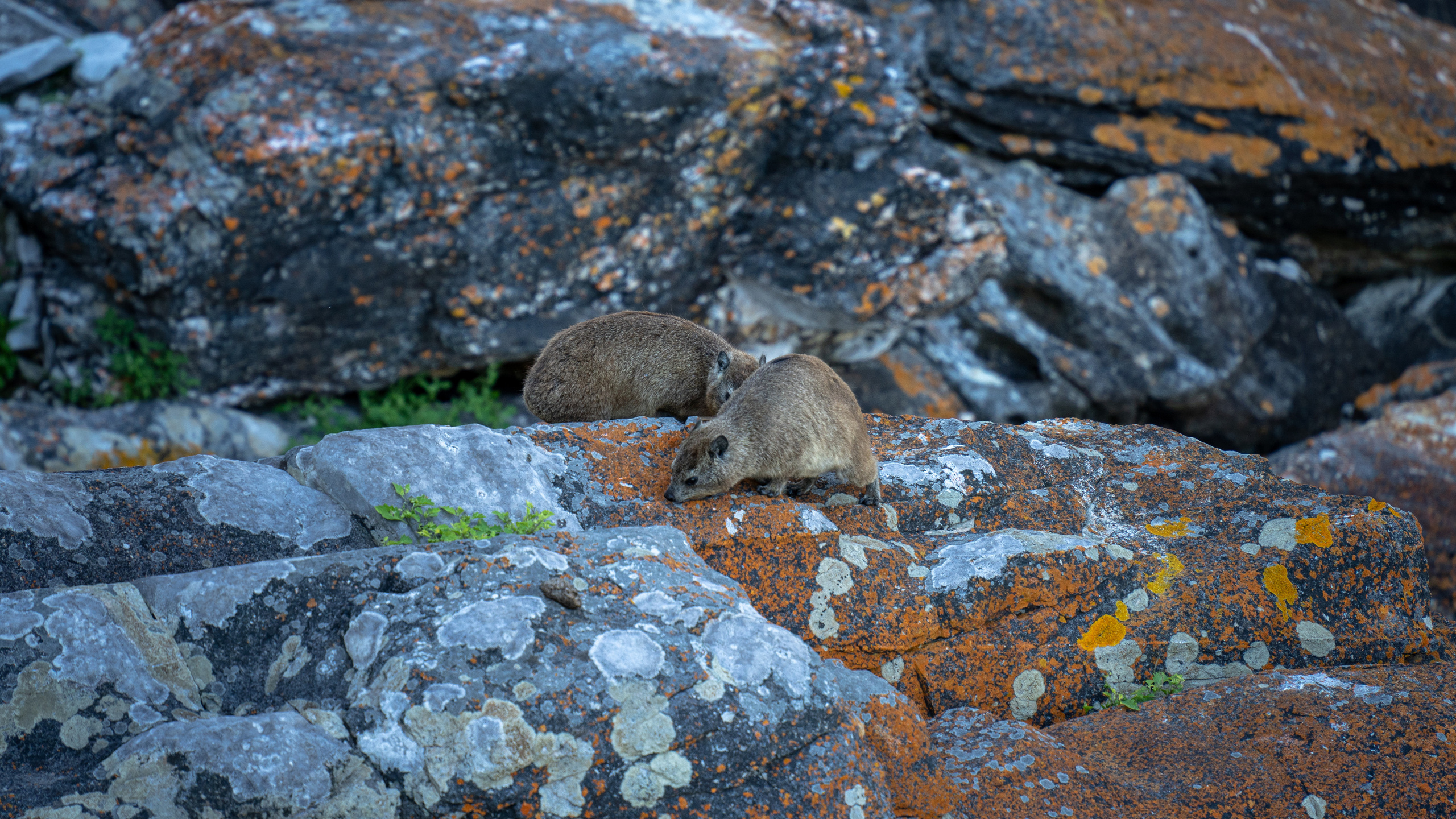 ЮАР. Amateur photographer Nikolai Abushinov