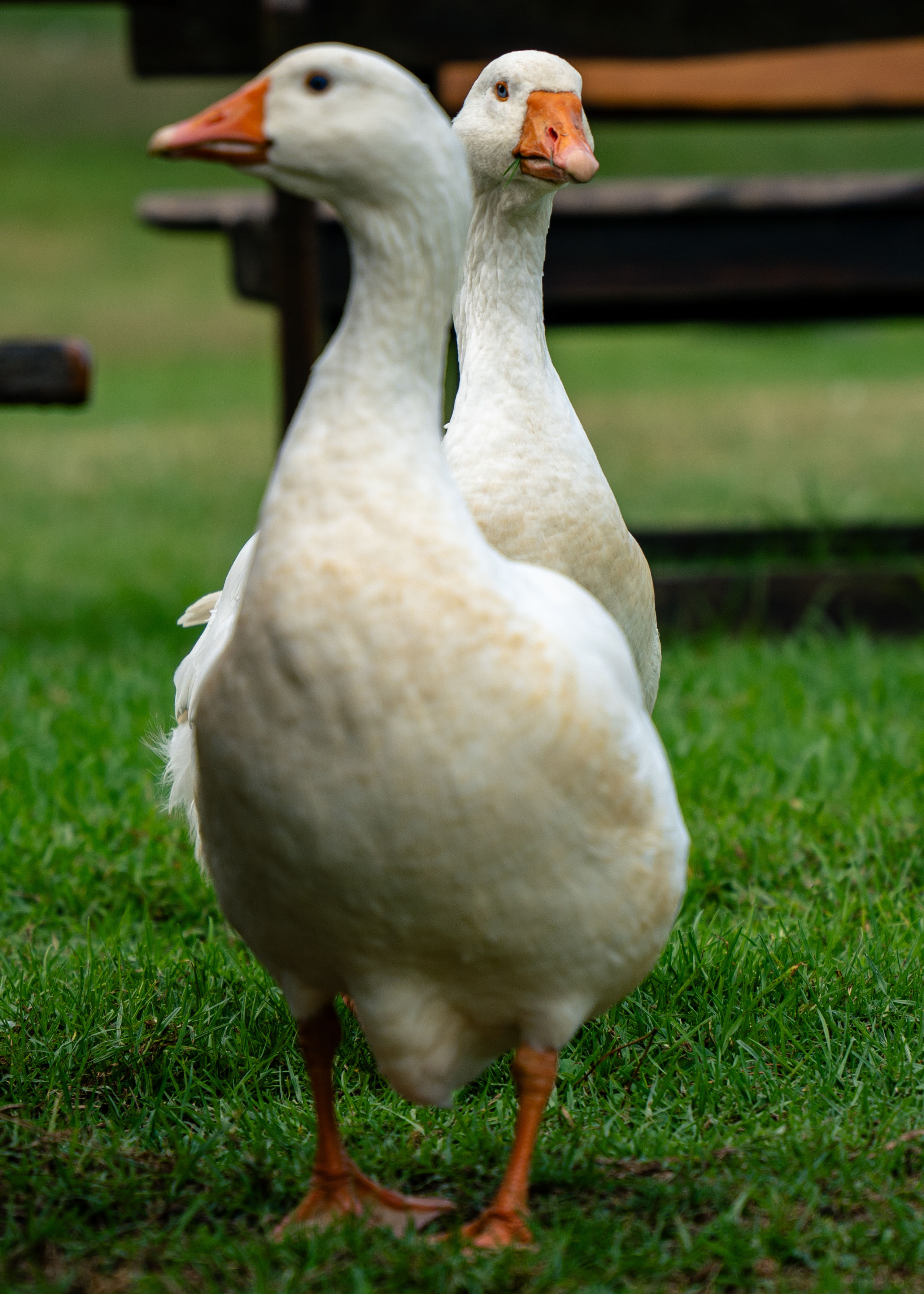 ЮАР. Amateur photographer Nikolai Abushinov