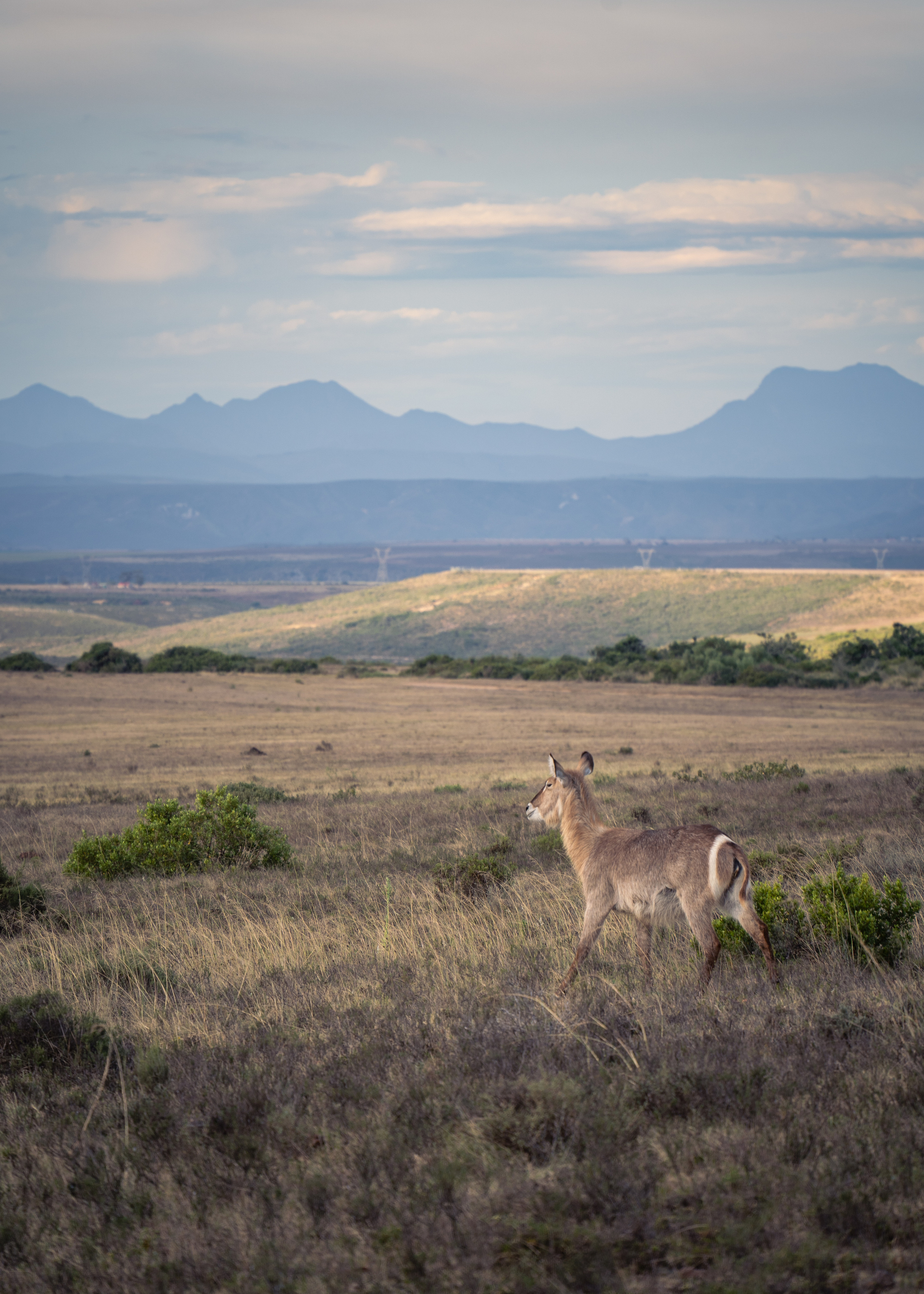 ЮАР. Amateur photographer Nikolai Abushinov